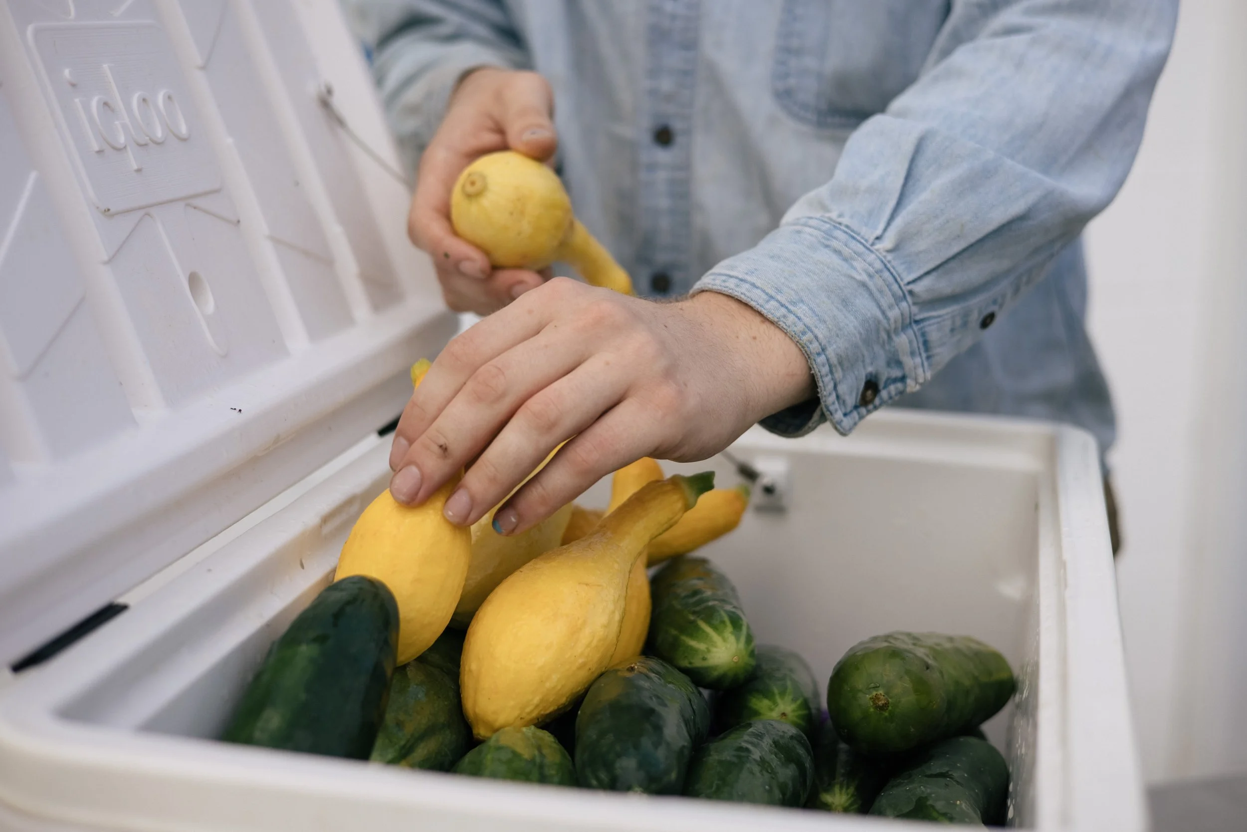 Person sorting yellow squash and cucumbers in a white cooler.