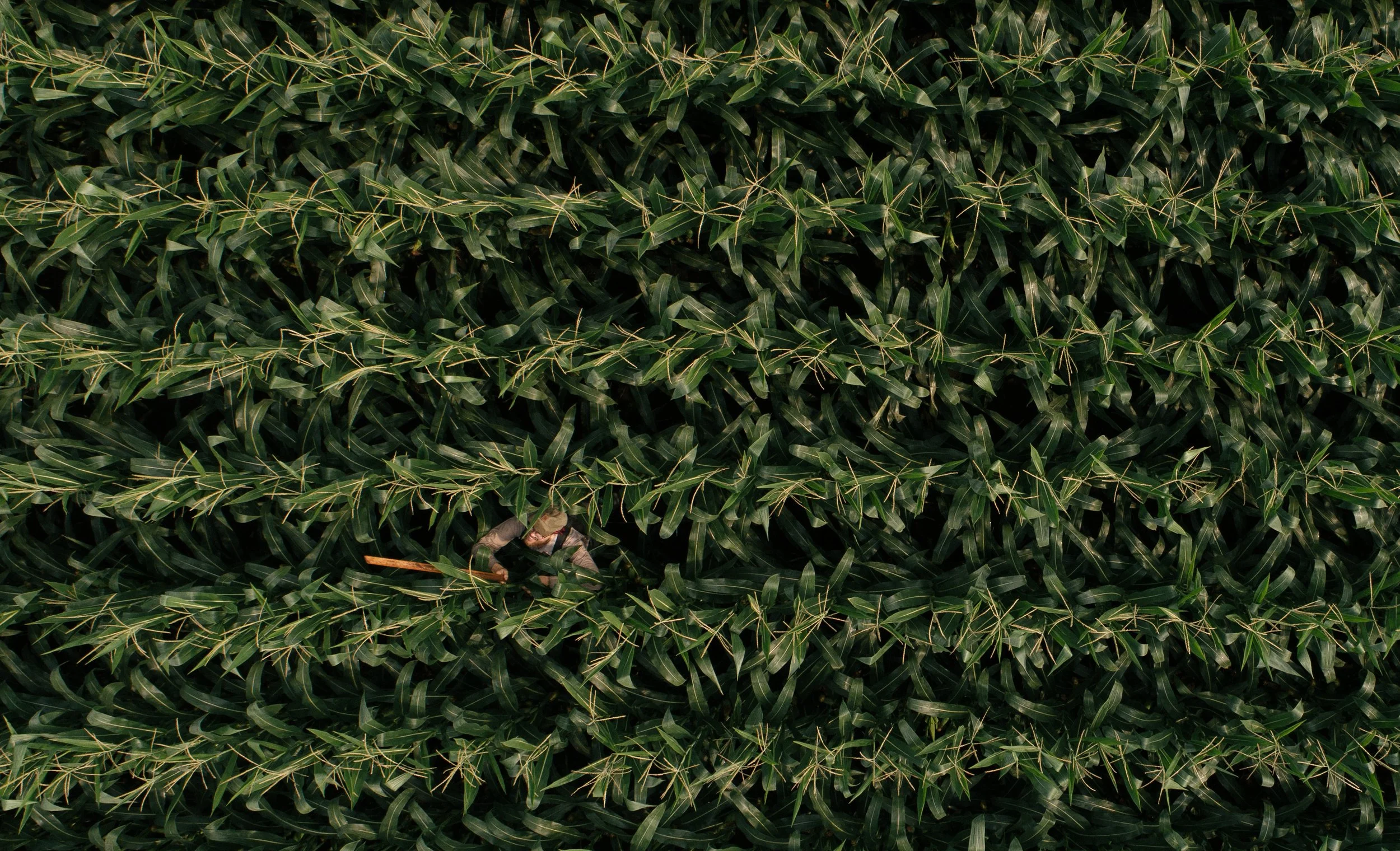 Aerial view of a person working in a lush green cornfield.