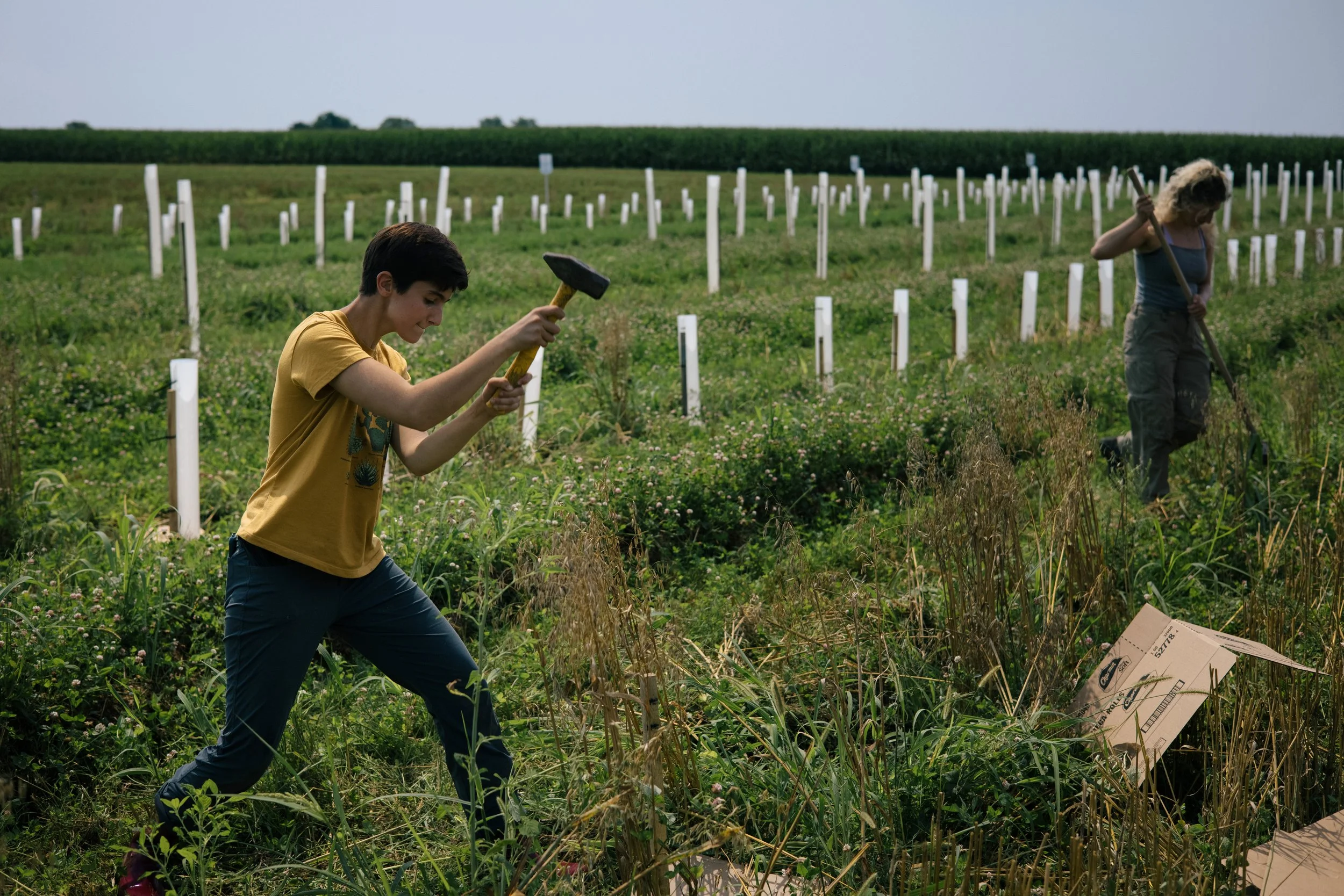 Two people working in a field with young plants and protective tubes. One person is using a mallet, and the other is handling a tool, possibly for planting or maintenance.