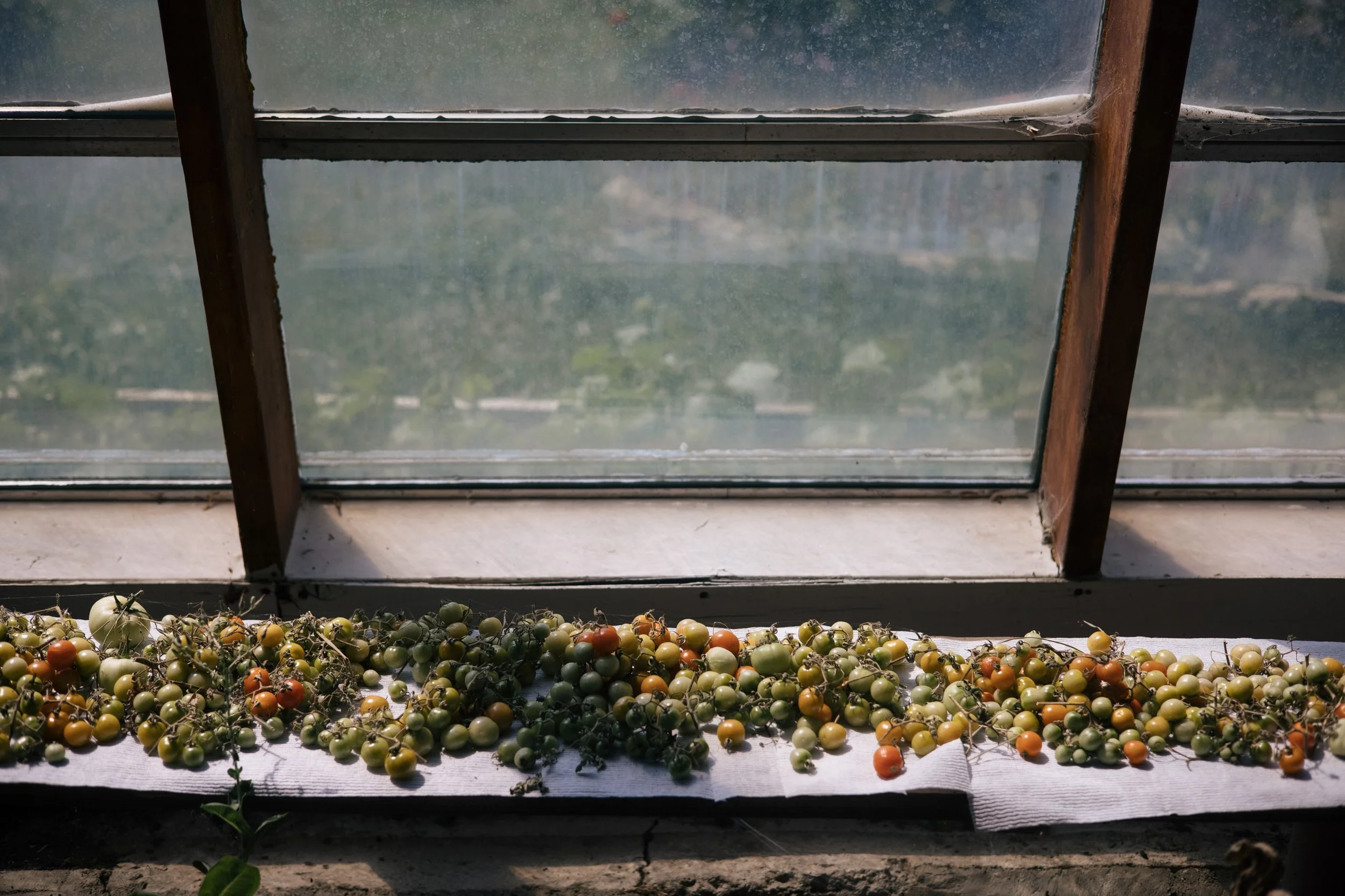 Tomatoes ripening on a windowsill with sunlight streaming through glass panes.