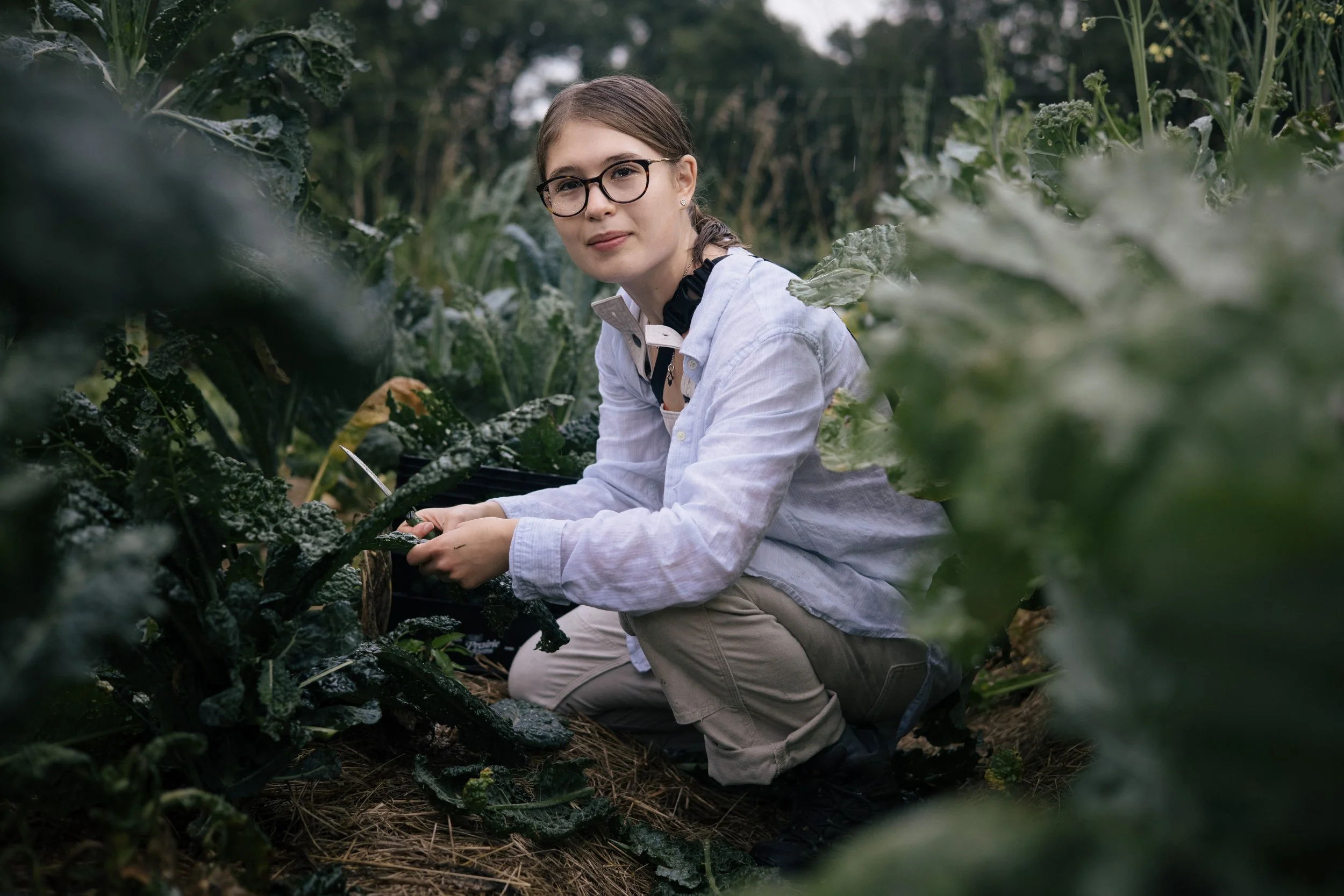 Person in glasses harvesting leafy greens in a garden