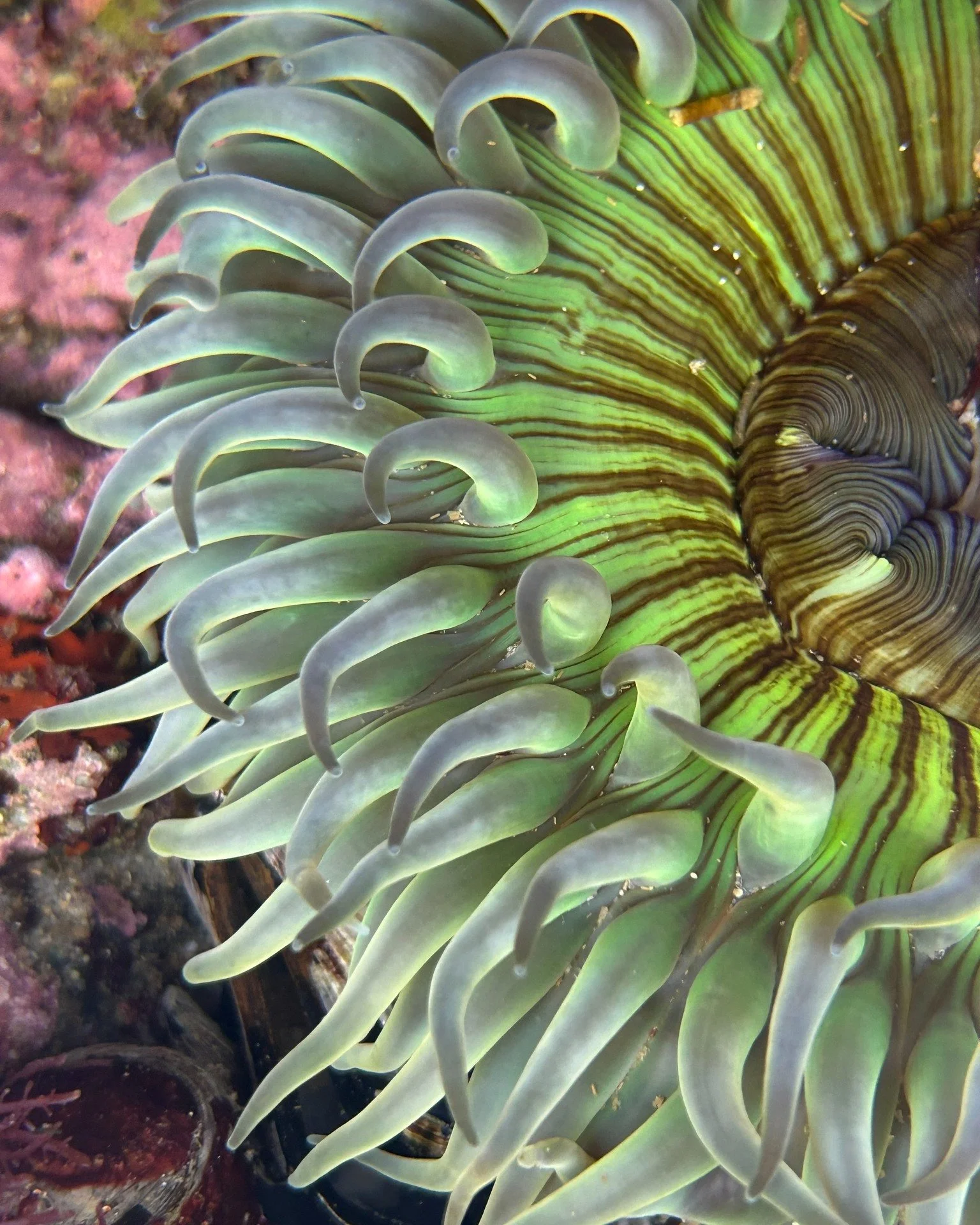 Sea anemone tentacles are not only beautiful, but they are their greatest weapon. Sea anemones are in the same family as jellies, Cnidarea. They share something called nematocysts. These are stinging cells along their tentacles that help them catch p