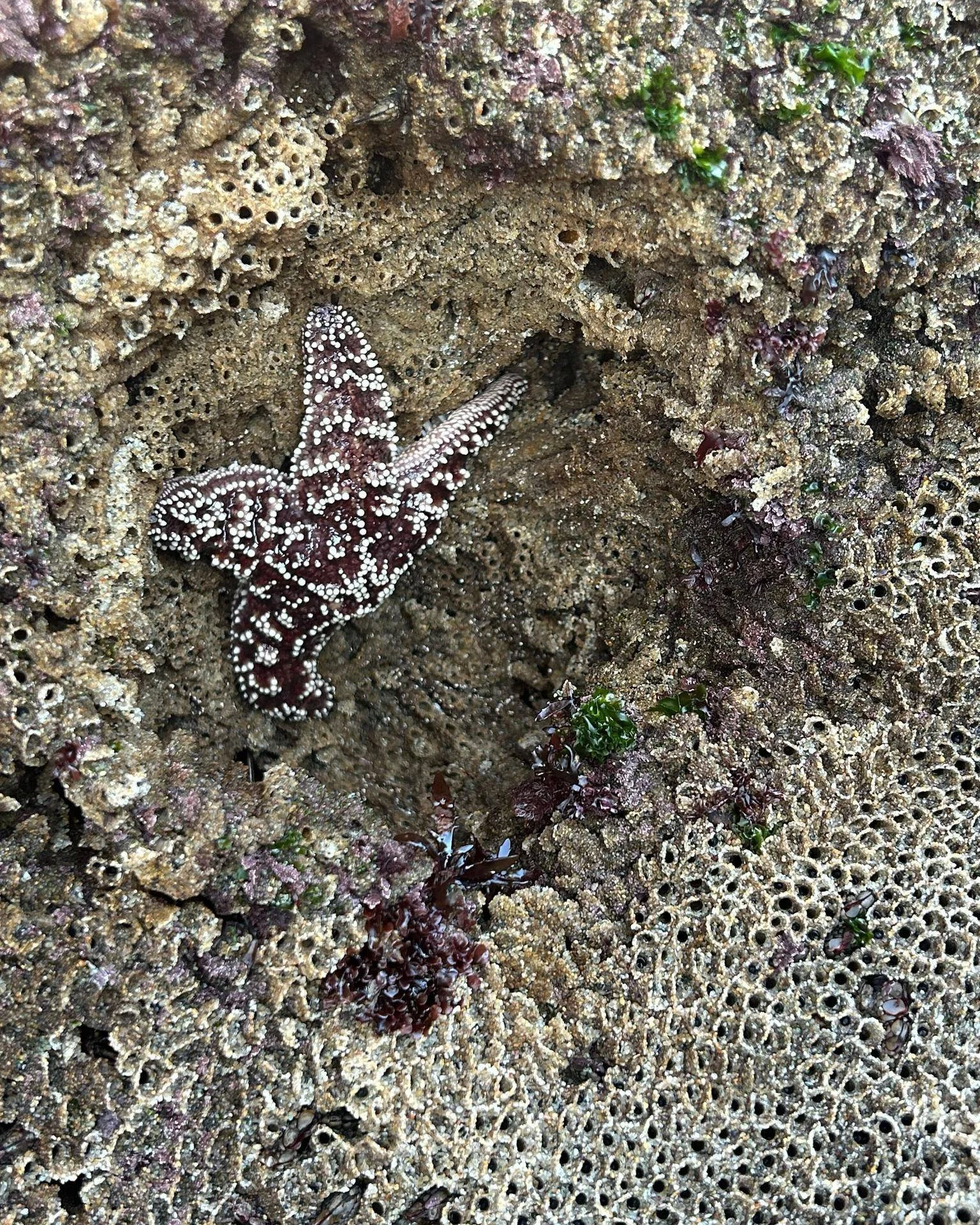 Finding sea stars is one of our favorite things to do! Check out this ochre star hanging out by a colony of sandcastle worms. The sandcastle worms build the sandy structure that you see around the sea star. This structure protects the worms from the 