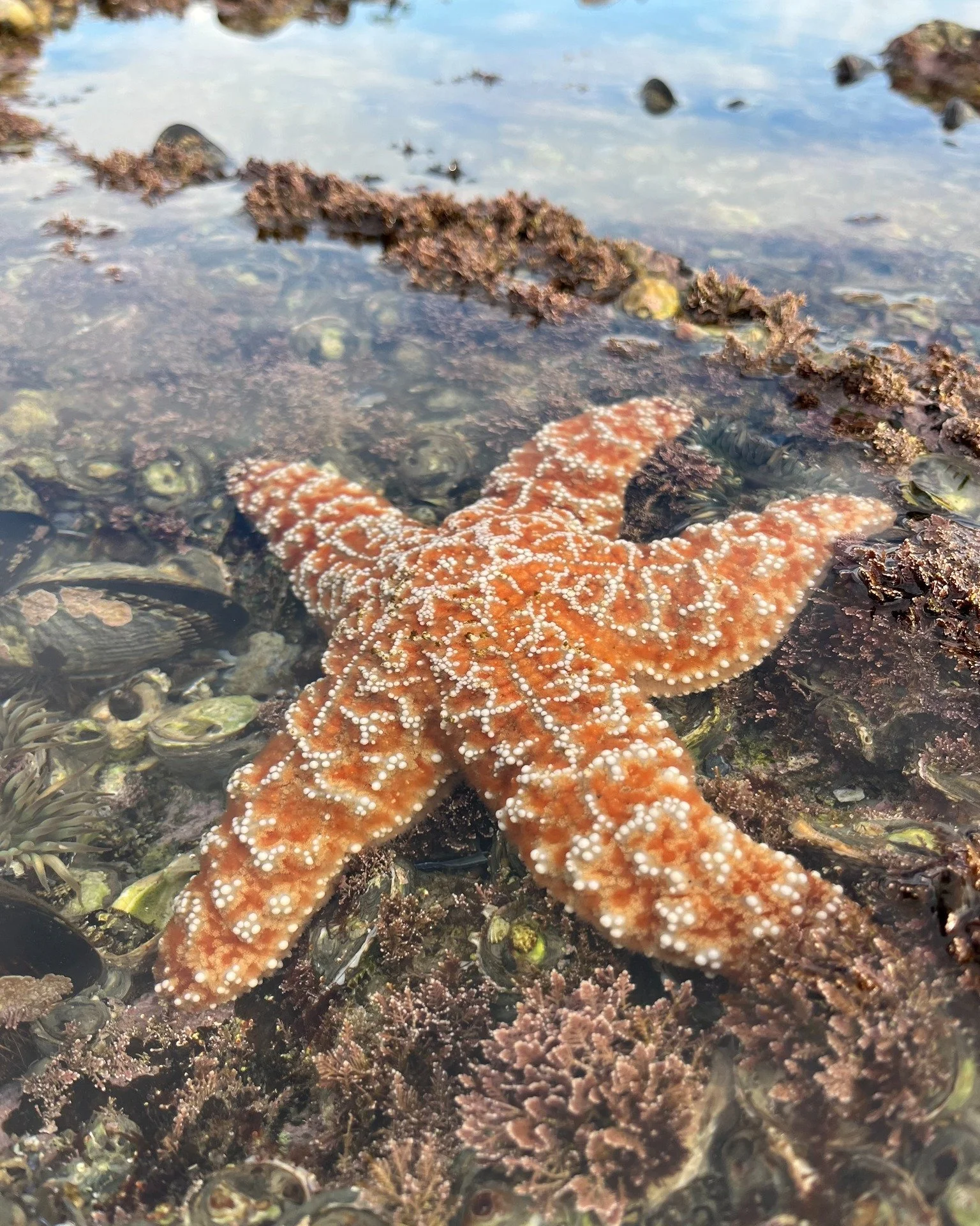 Here in Laguna Beach, this is our version of fall leaves. 🍁 
This beautiful orange ochre star really does resemble the fall leaves as the seasons change!
.
.
.
#lagunabeach #visitlaguna #tidepools #tidepooling #seastars #seastar #starfish #intertida