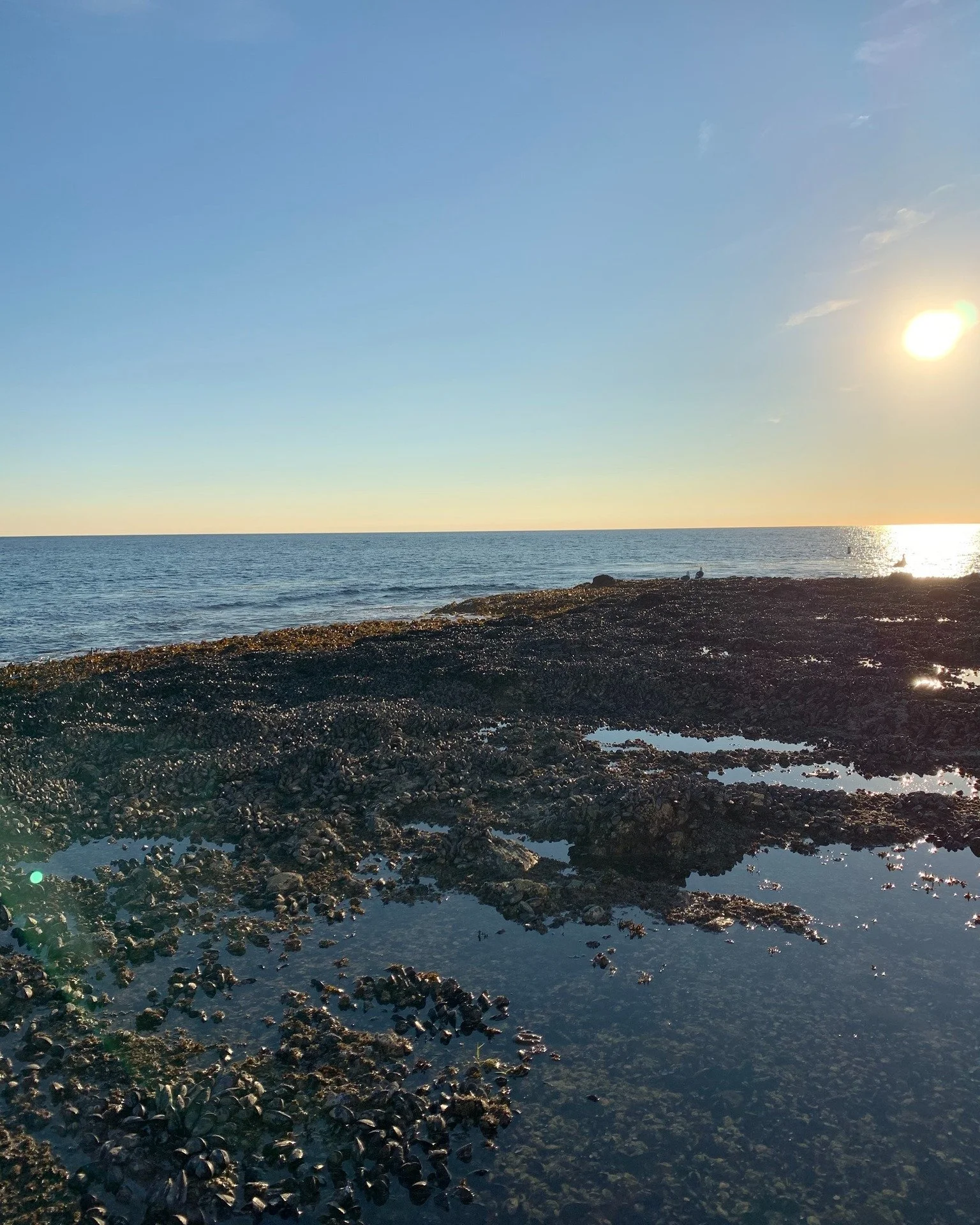 There are quite a few king tides this month! 🌊 These super low tides provide perfect tidepooling conditions. These are the best times to go explore responsibly and ask our biologists and volunteers questions! 
Check out the December king tides below