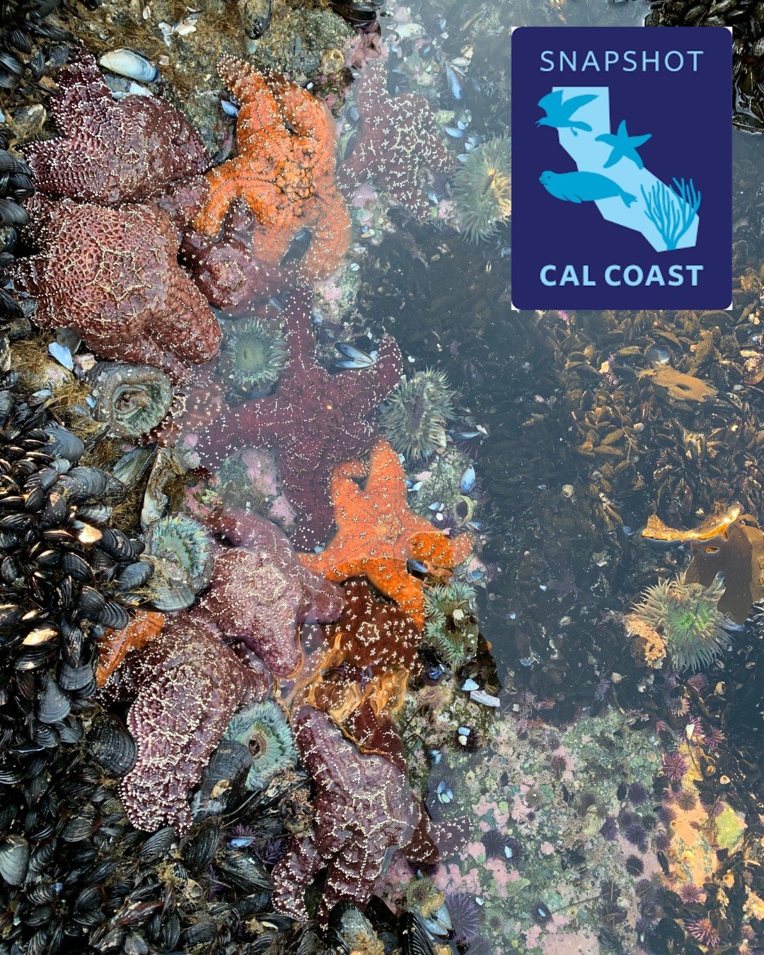 December is a great month for tidepooling with some very low king tides occurring. Come join LOF for some sea star searching for a state wide bioblitz! We will be using the free app iNaturalist to add our tidepool data to scientific data across the s