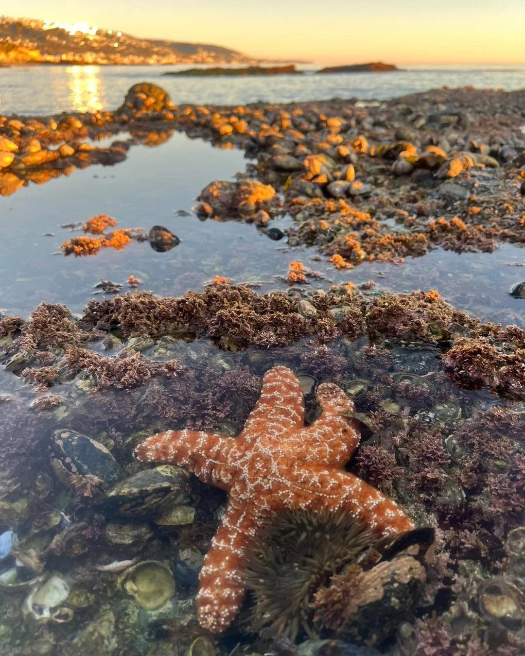 Our sea star bioblitz was so much fun! We counted over 25 sea stars! 🌟 Thank you to everyone who joined us. The king tides this week have been so wonderful! 🌊
.
.
.
#tidepools #tidepooling #lagunabeach #orangecounty #seastars #inaturalist #bioblitz