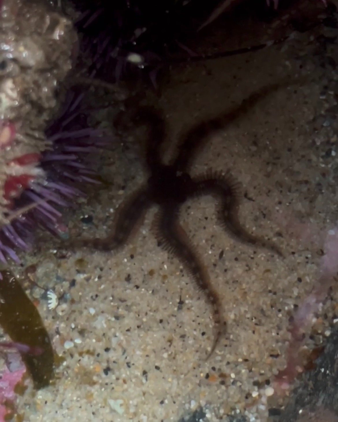 Check out this beautiful brittle star! Brittle stars are always very exciting to find. They move faster than some of our other star species and tend to be smaller. 
Did you know they can detach an arm to escape predation?
.
.
.
#lagunabeach #tidepool