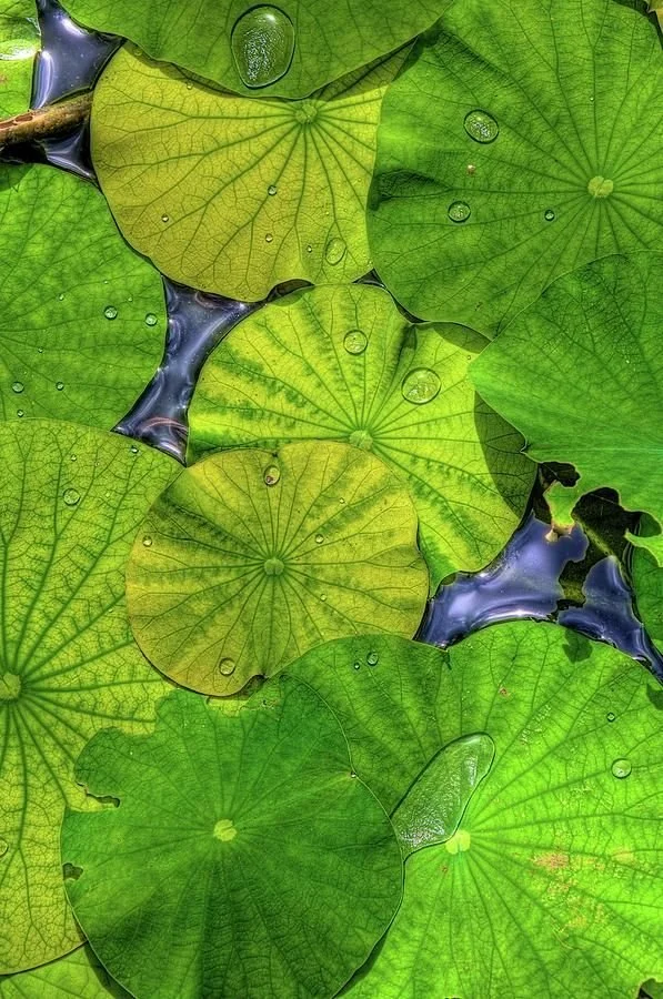 Waterlilies In Hdr by William Wetmore.jpg