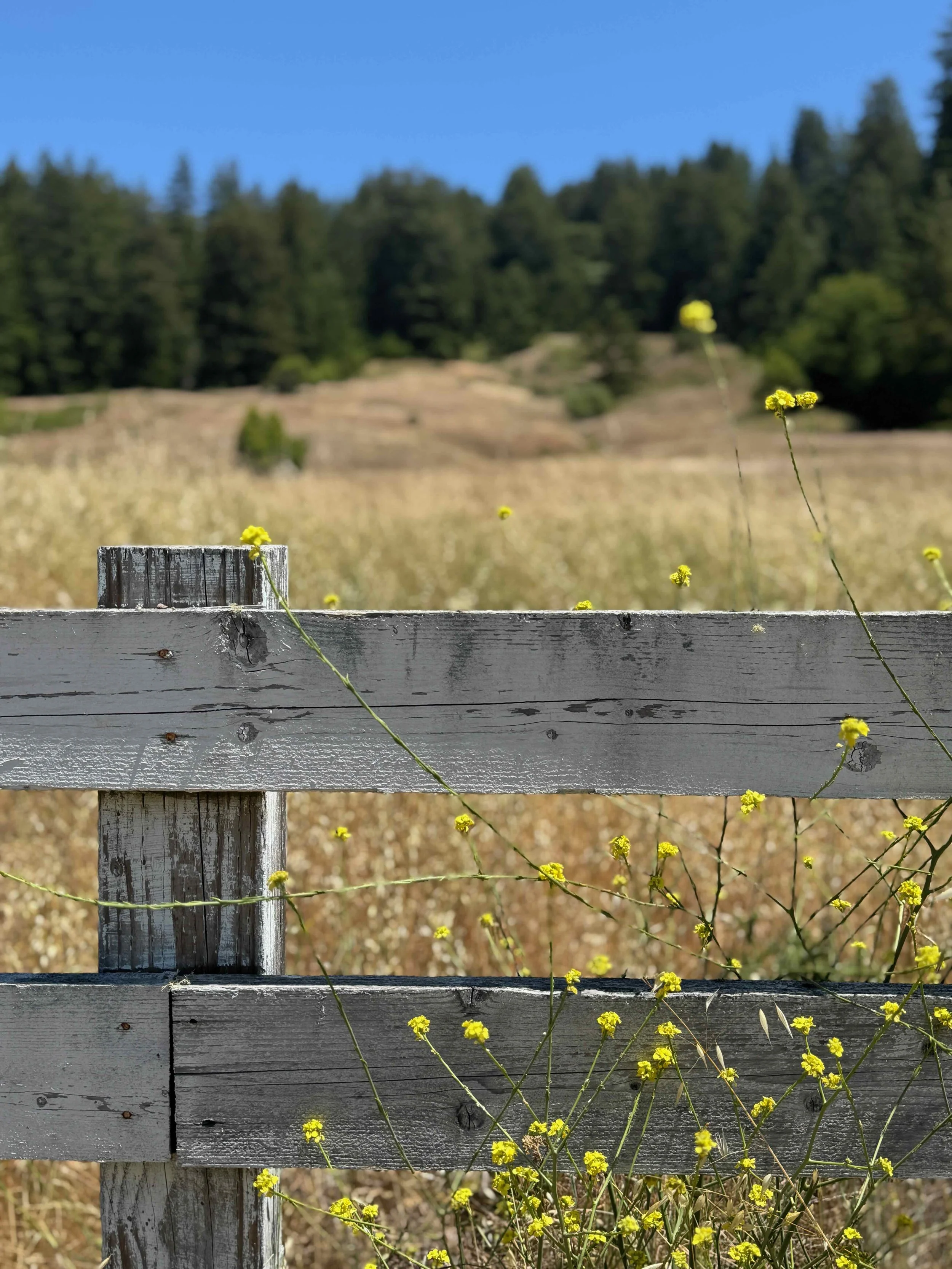 Coleman Valley Road