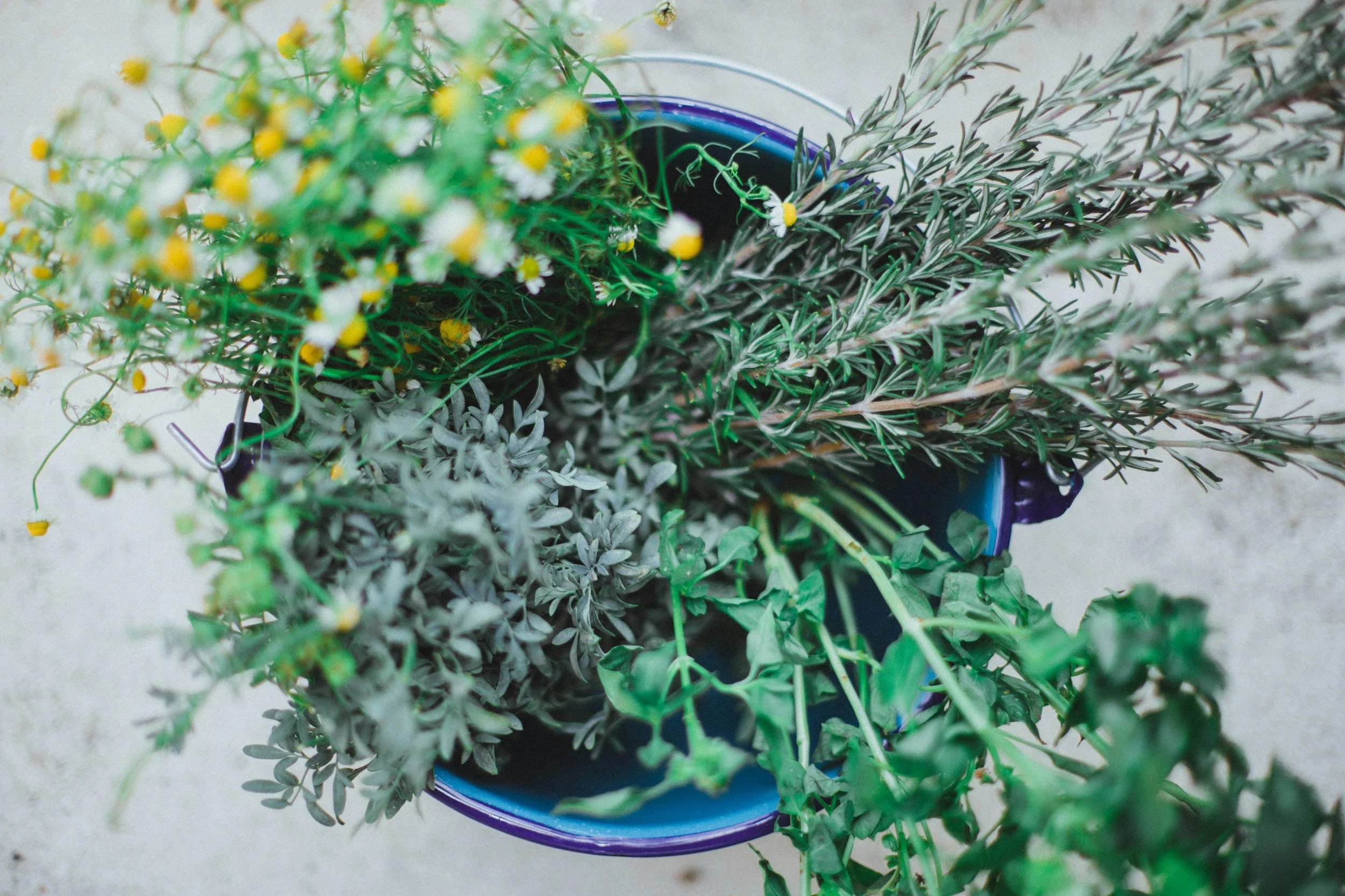 Top view of a potted plant arrangement with various green and gray foliage and small yellow and white flowers.