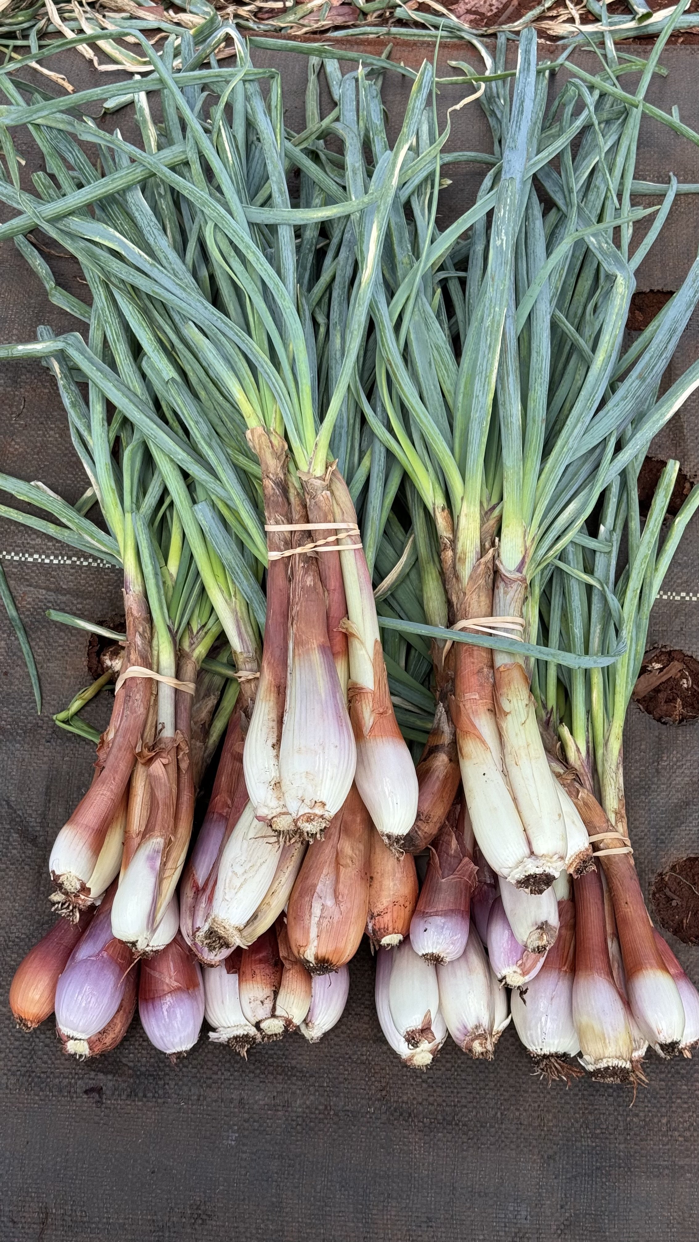 Shallots