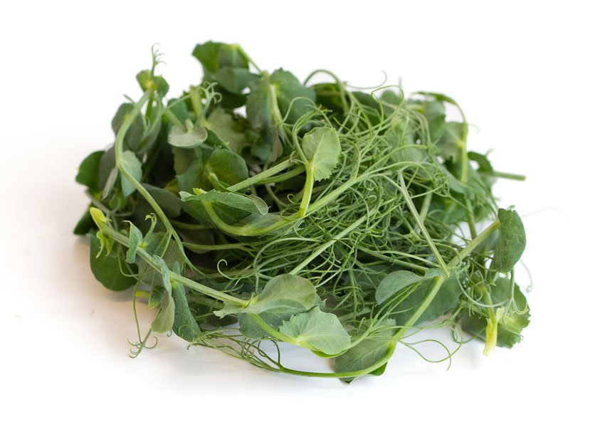 Pea-Tendril.jpeg