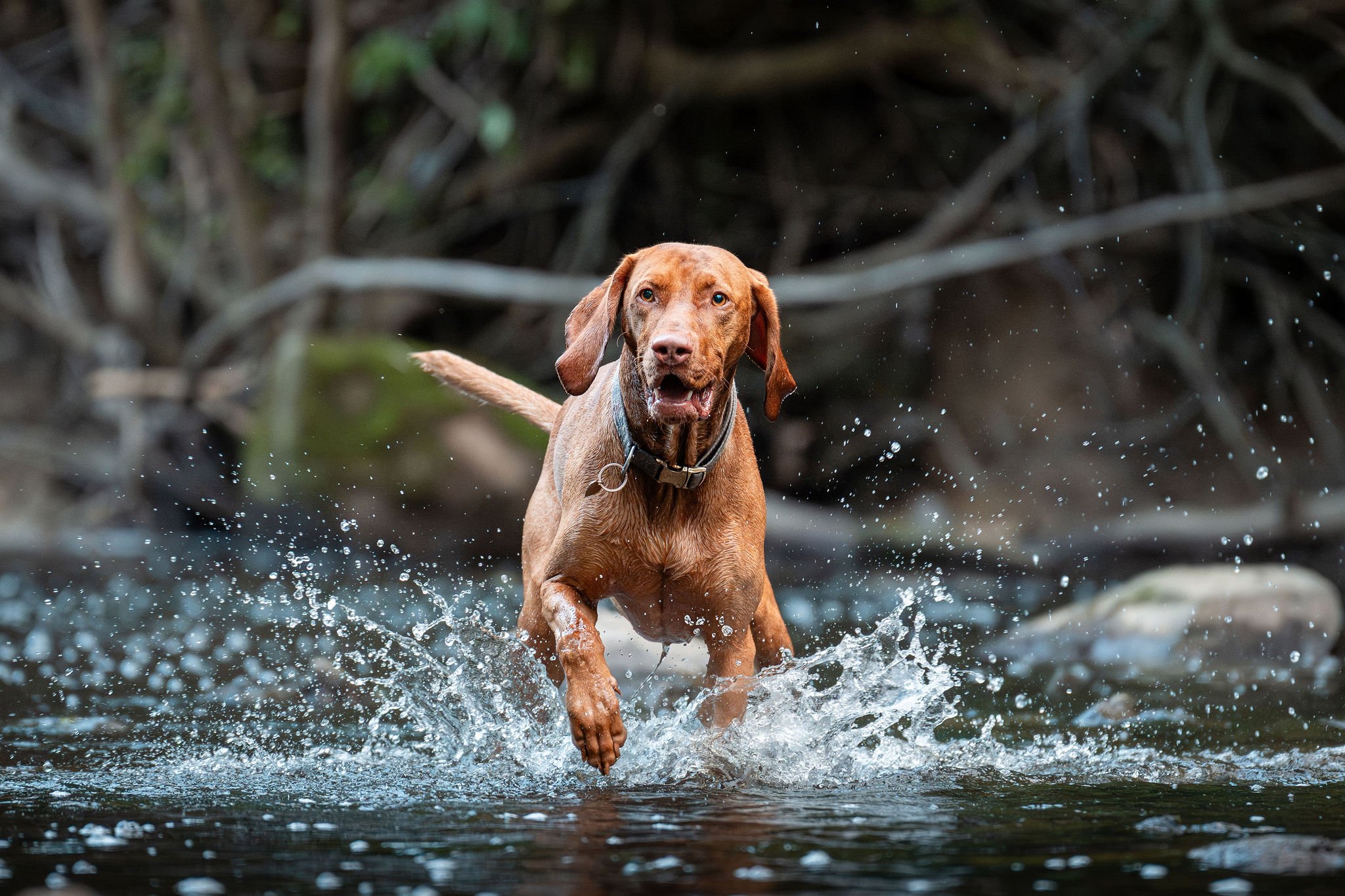 Dip and Dash: Summer Pet Photography Sessions in Northern Virginia