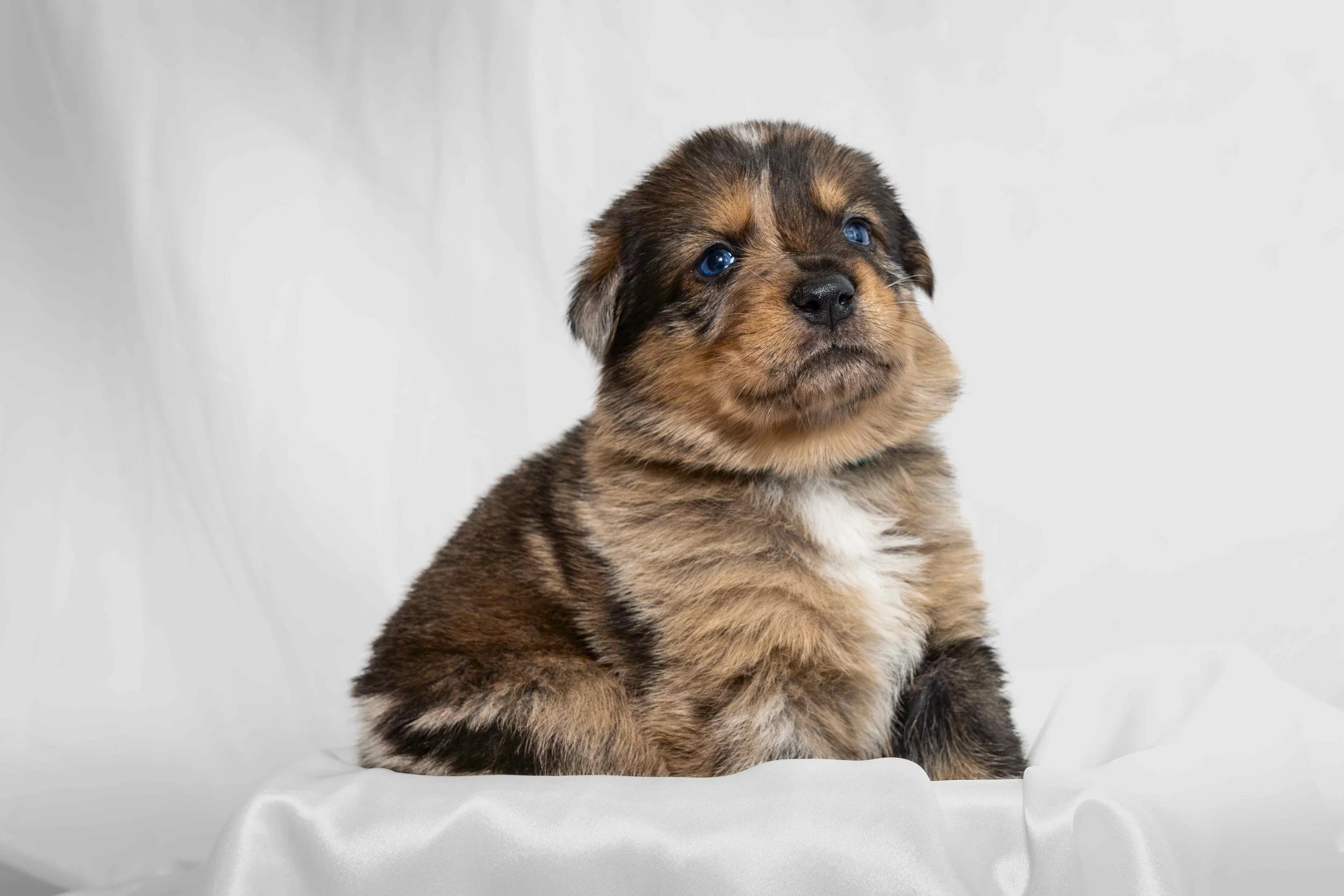 Does My Dog Need to Be Trained for a Dog Photoshoot