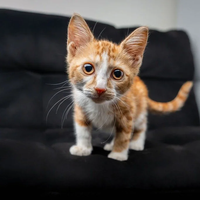 For those who watch my stories, I'll have you know that Marmalade is still in Foster with the @pgspca and will be adoptable soon! Perks of being a temp foster with a furtographer though is your own purrfessional photoshoot, and she proved herself a m