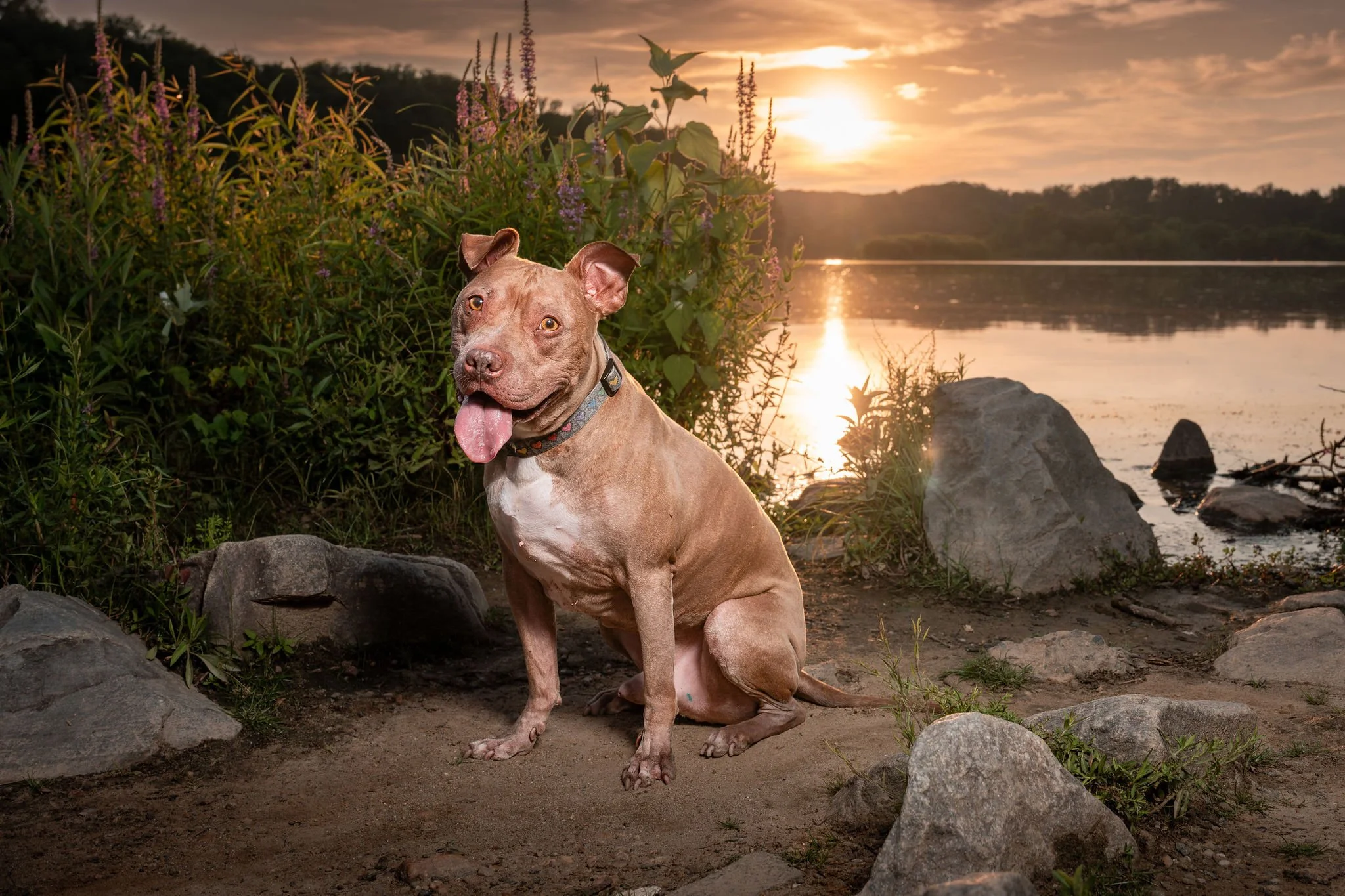 How Much is Outdoor Dog Photography in Northern Virginia and the DMV, and Why