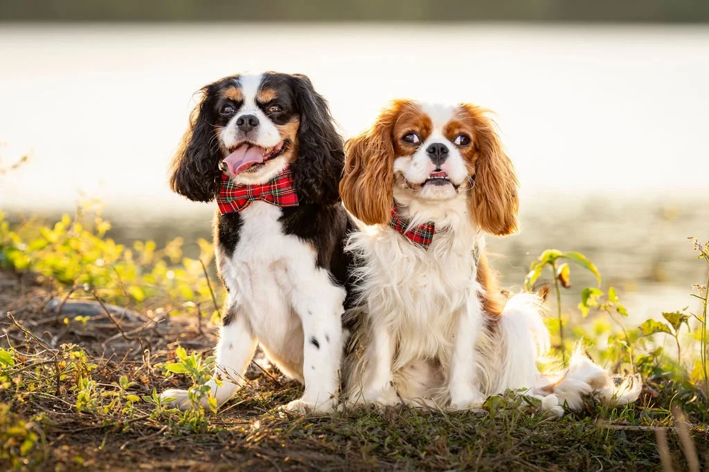 Why a Professional Dog Portrait is the Perfect Keepsake of Your Best Friend(s)