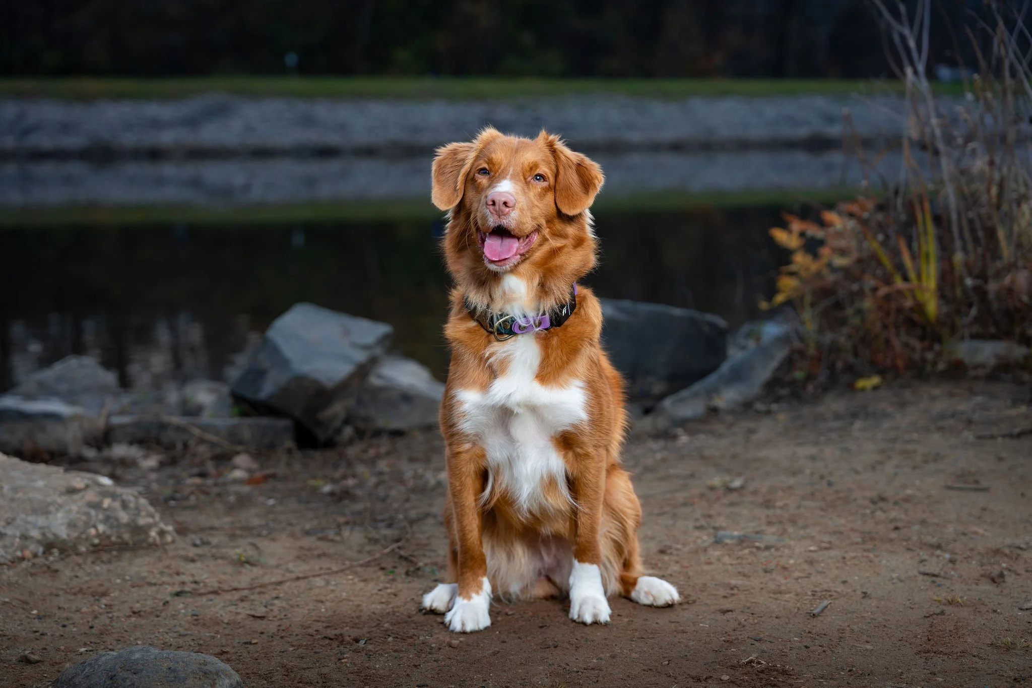What to Look For in a Pet Photographer in The DMV