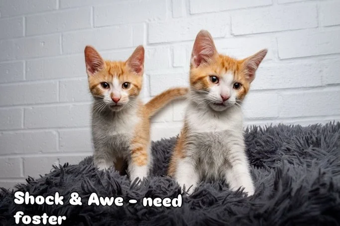 These cuties are looking fur homes! Kittens: Shock, Awe, and Surprise can only be fostered and would love to stay together. Their momma Mimi on the other hand is ready to get some dedicated love from her people with no other pets around, either a fos