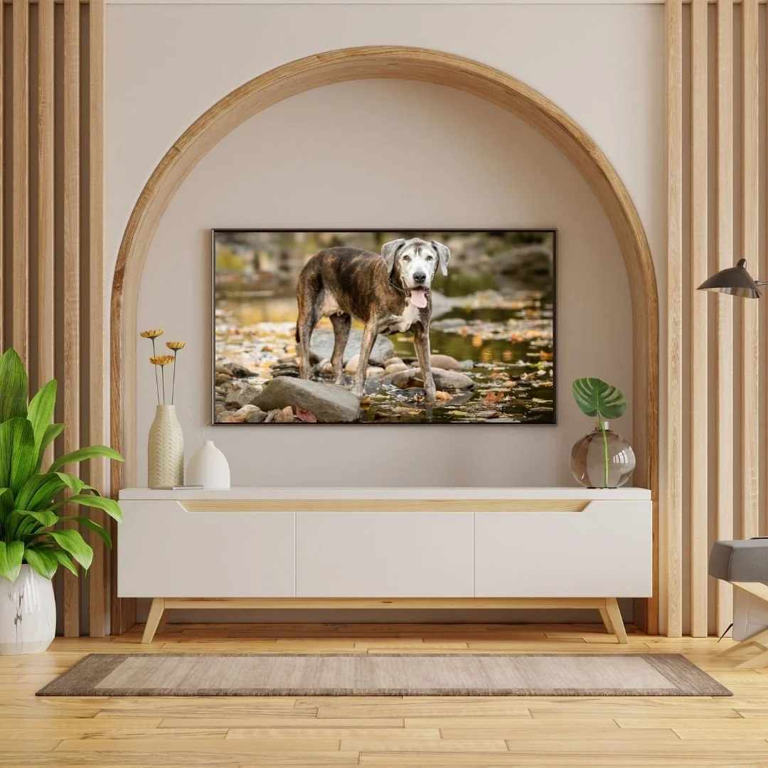 How to Create Your Perfect Pet Portrait Gallery Wall&nbsp;
