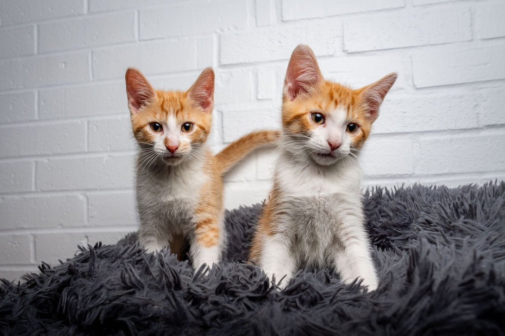 10 Ways Cats Make Our Lives Better