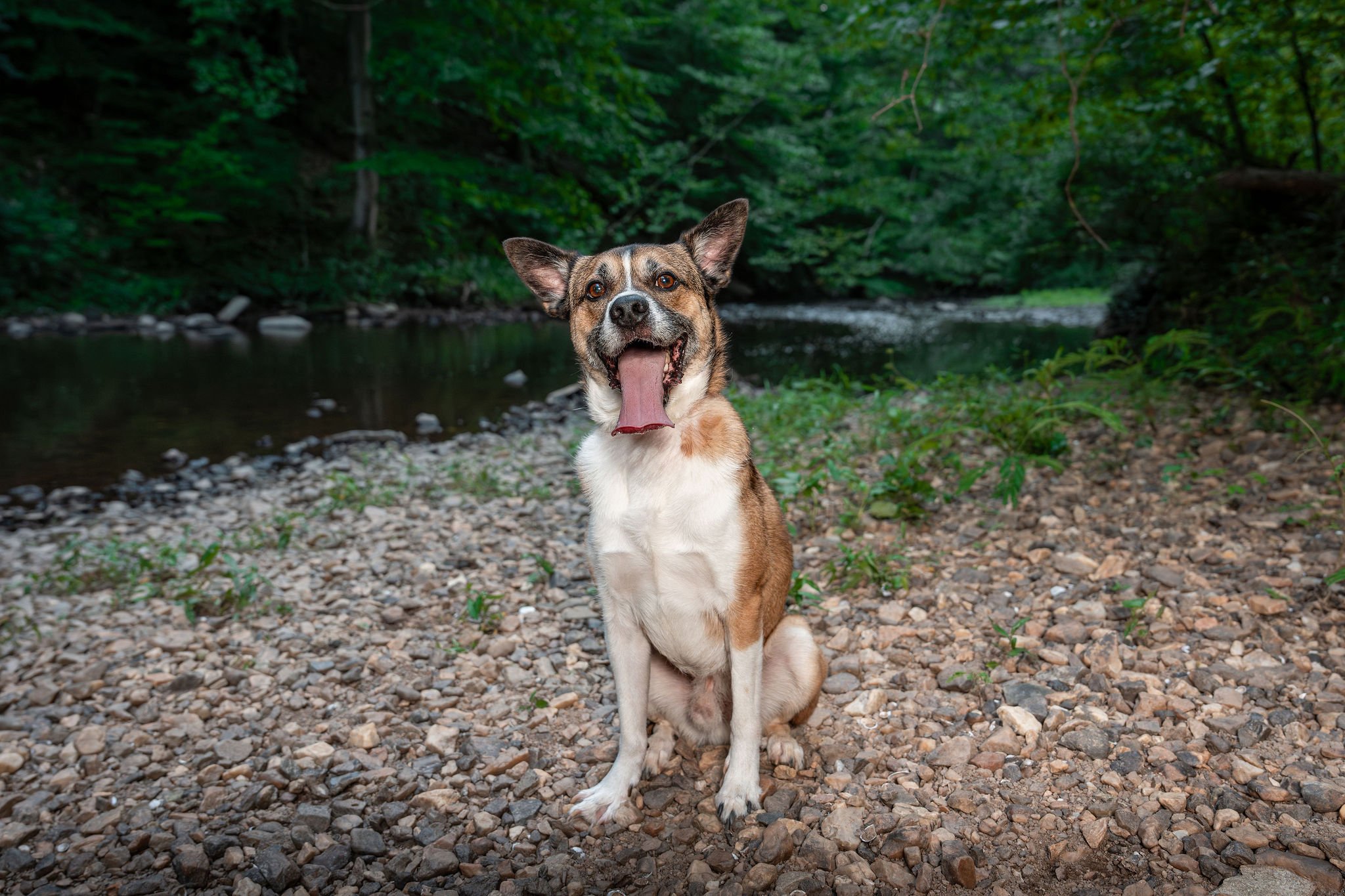 What’s the Perfect Age to Schedule Your Dog Portrait Session