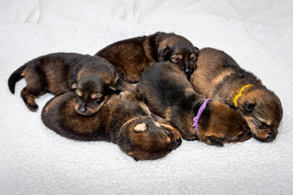 When Should I Schedule a Puppy Photoshoot?