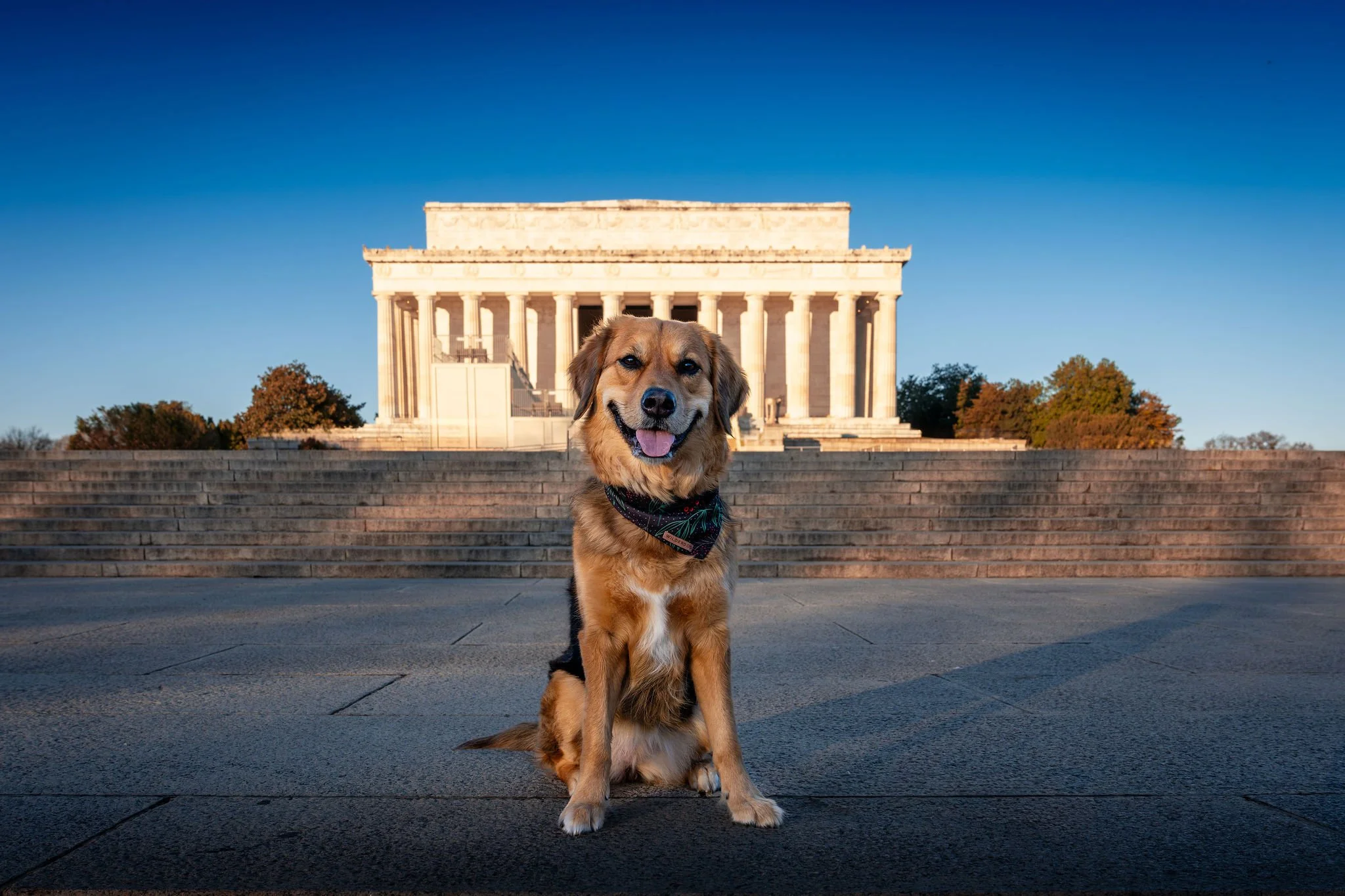 Destination Pet Photography: Can Your Dog’s Photoshoot Travel With You?&nbsp;