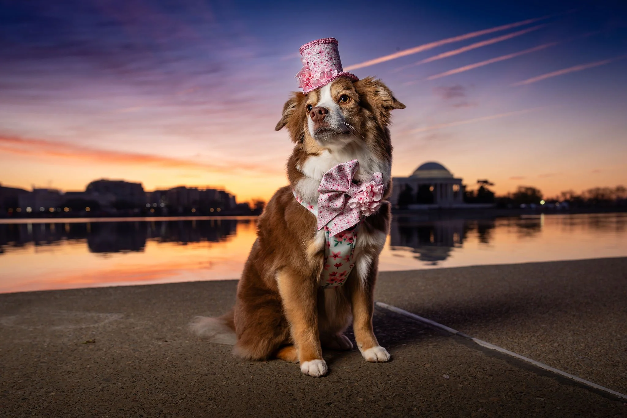 Why This DC Pet Photographer Loves Spring Pet Family Photos&nbsp;