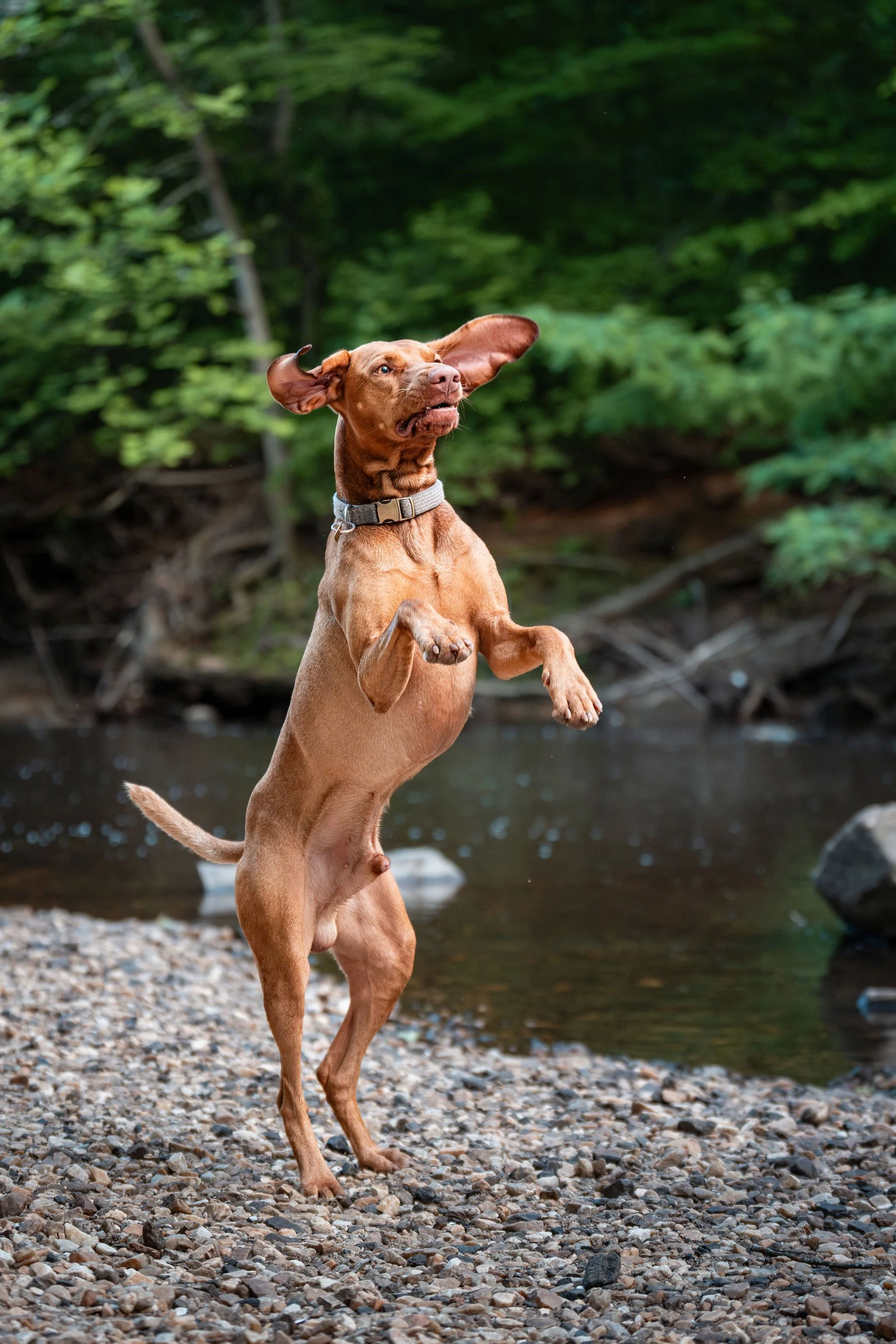 action-dog-photographer-dmv