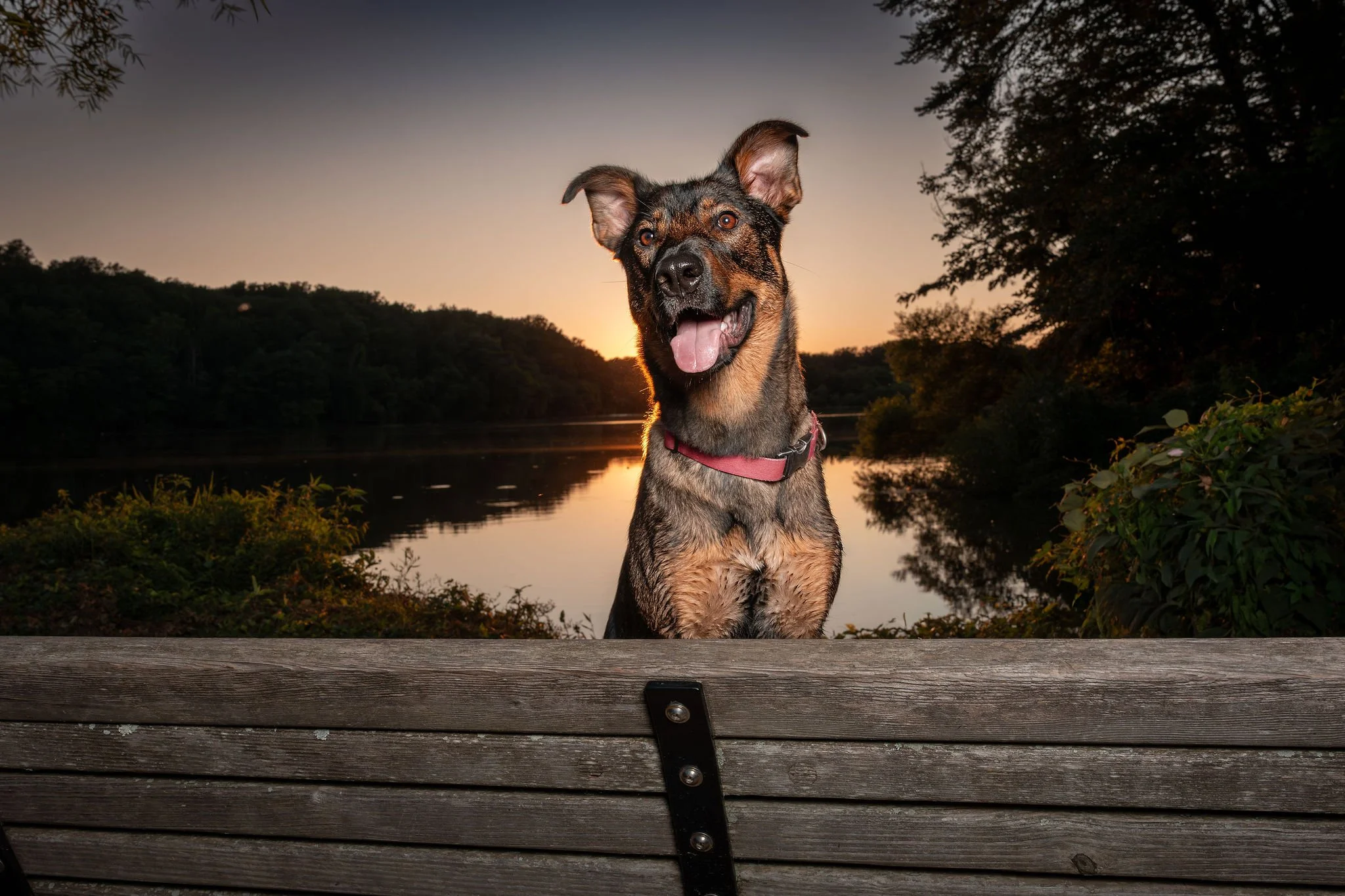 DMV pet photography session