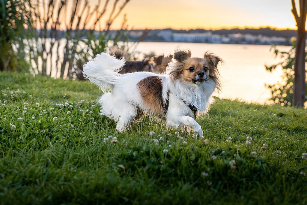 A small dog with long fur and a mix of white, brown, and black coat running on grass near a body of water at sunset.
