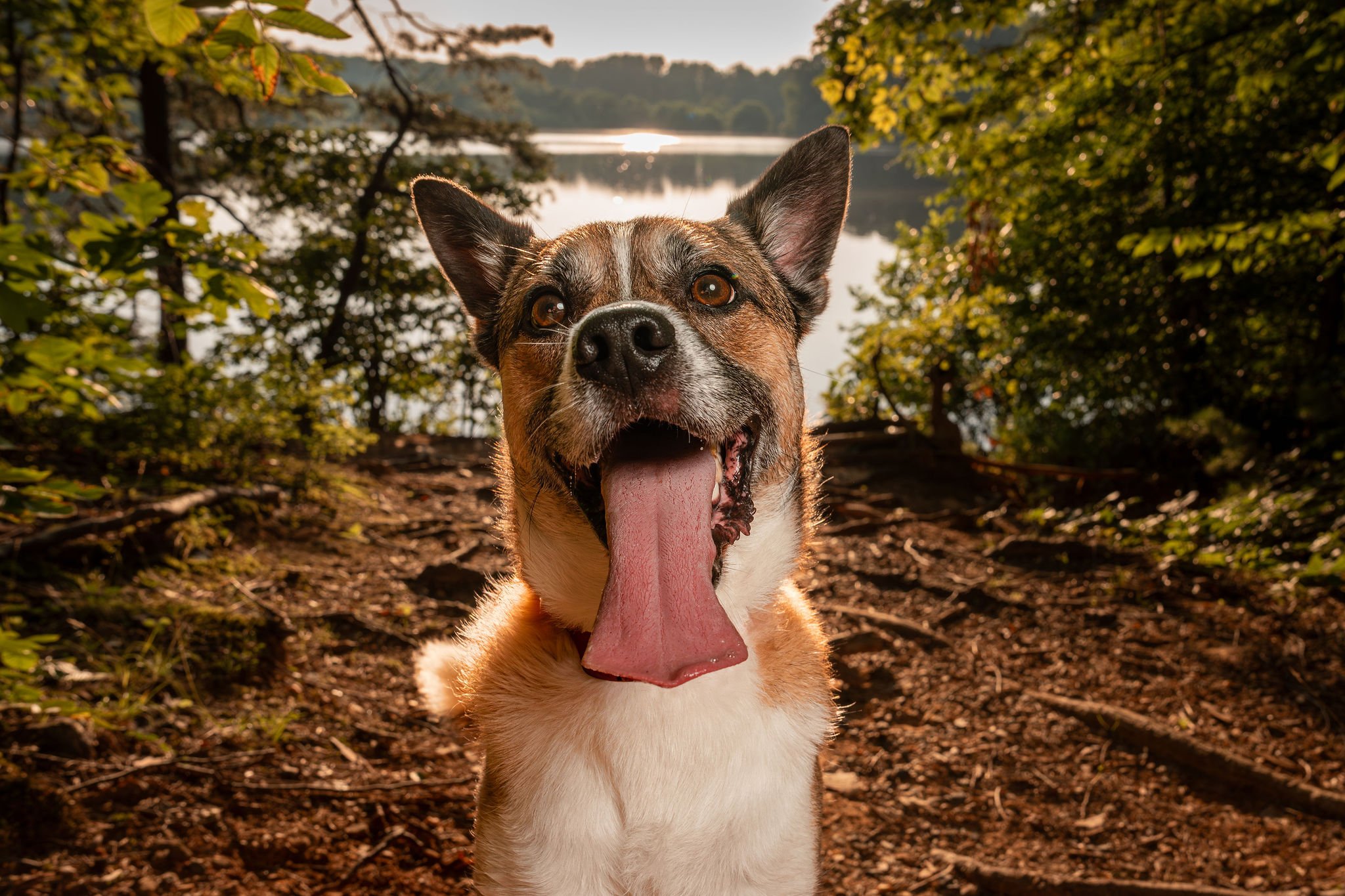 When is the best age to have professional dog portraits taken