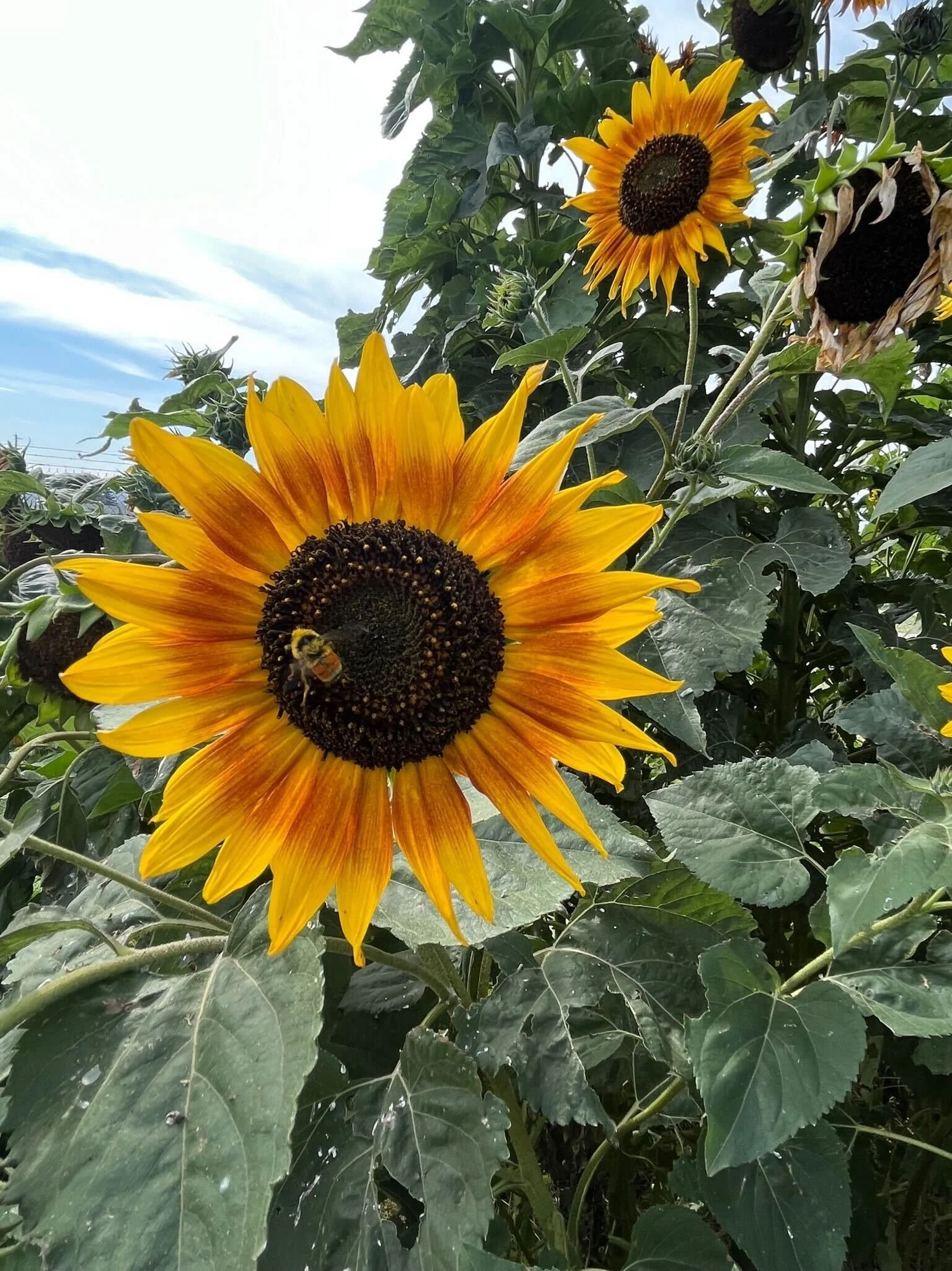 sunflowers and bee