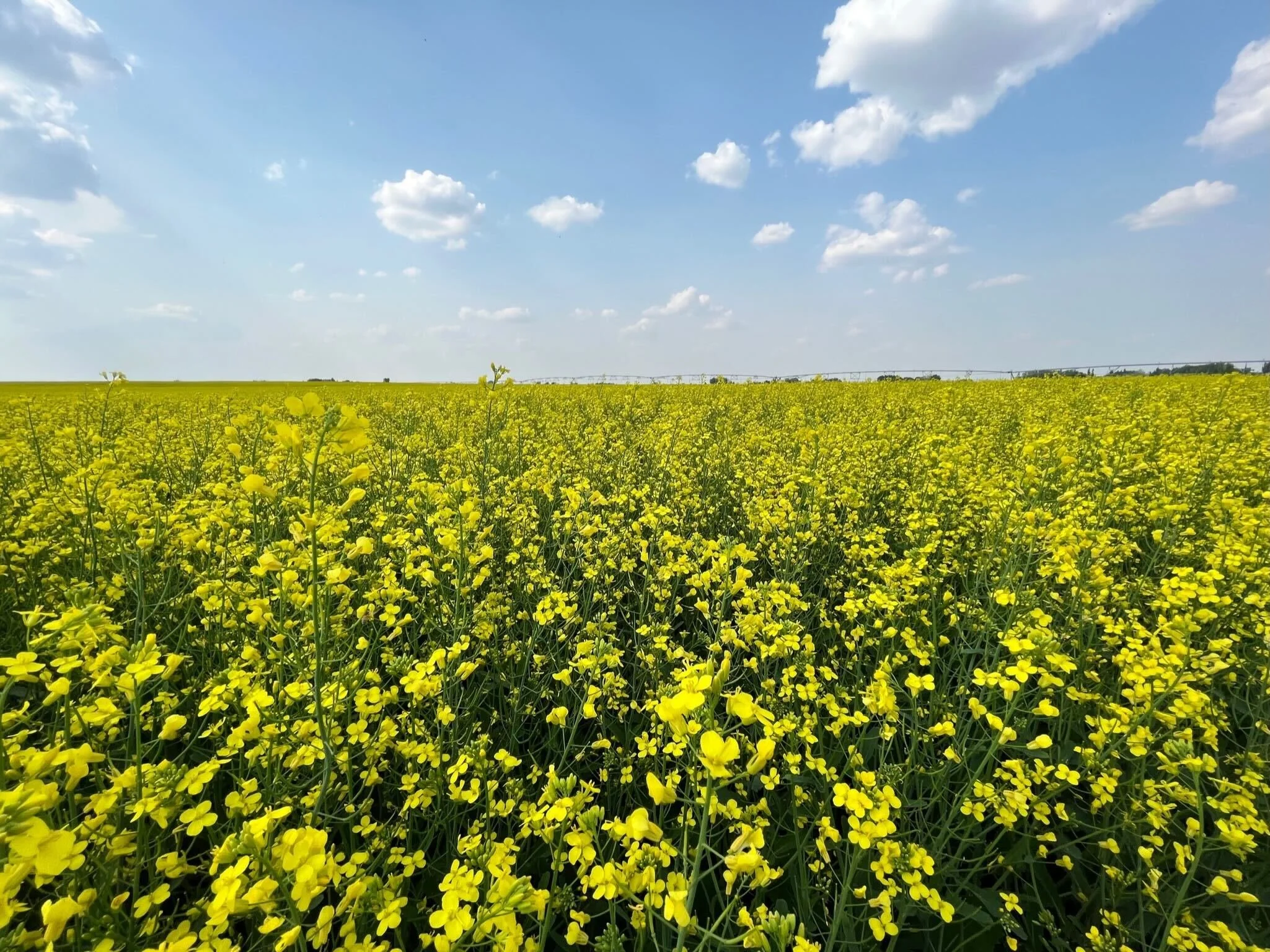 field and blue sky