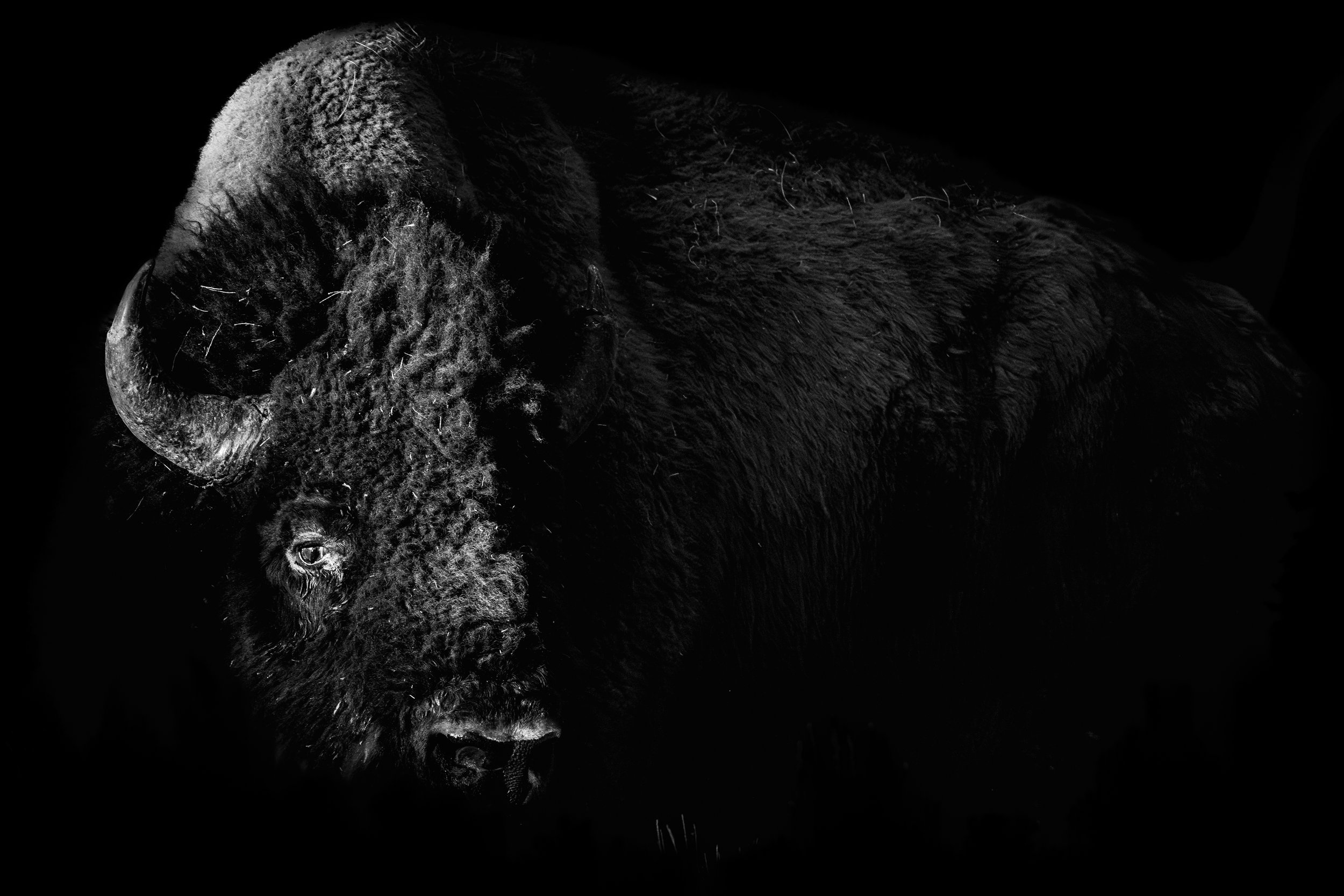 bisonportbbfb2f-.jpg