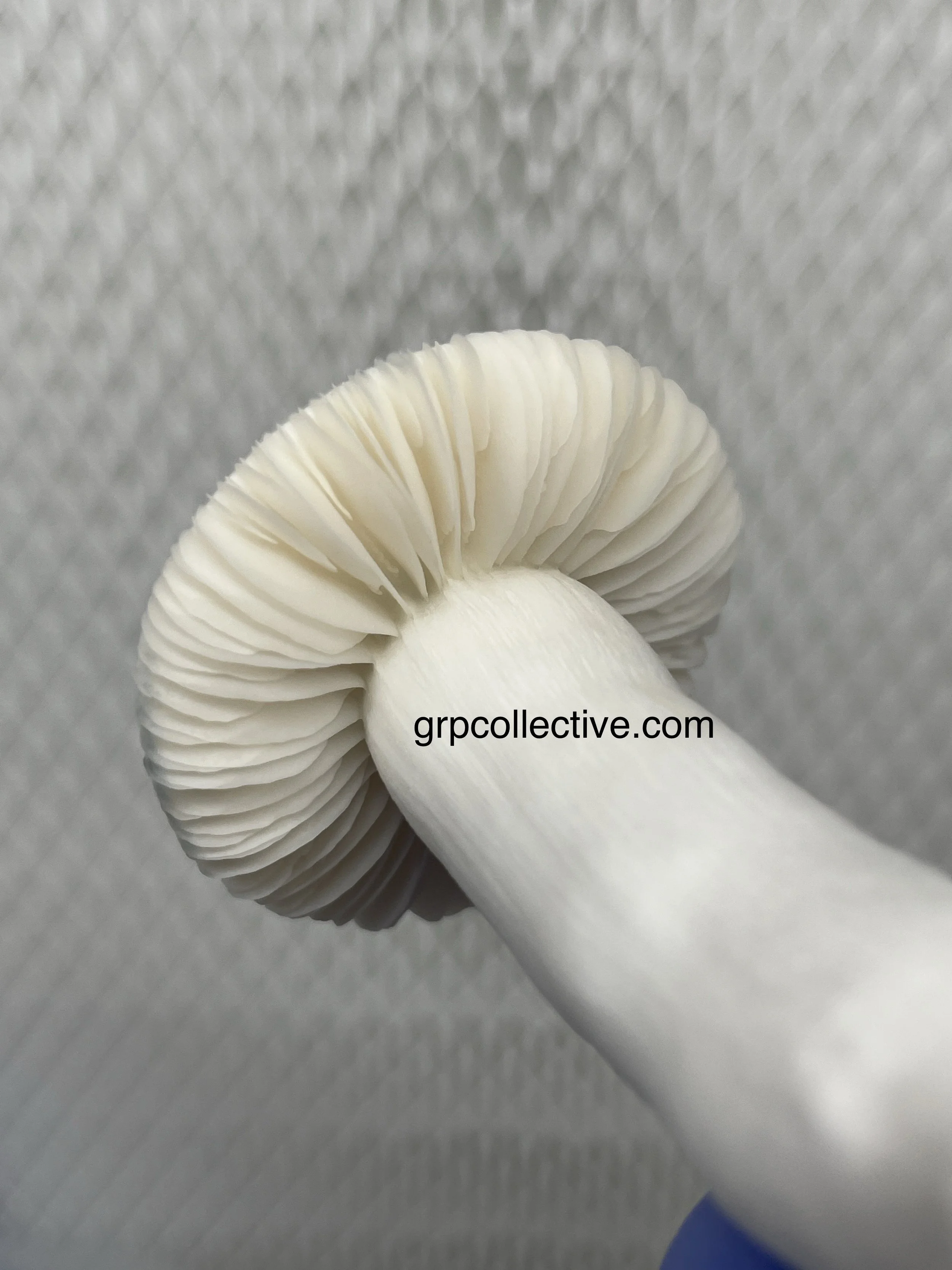 Albino Makilla - Gill