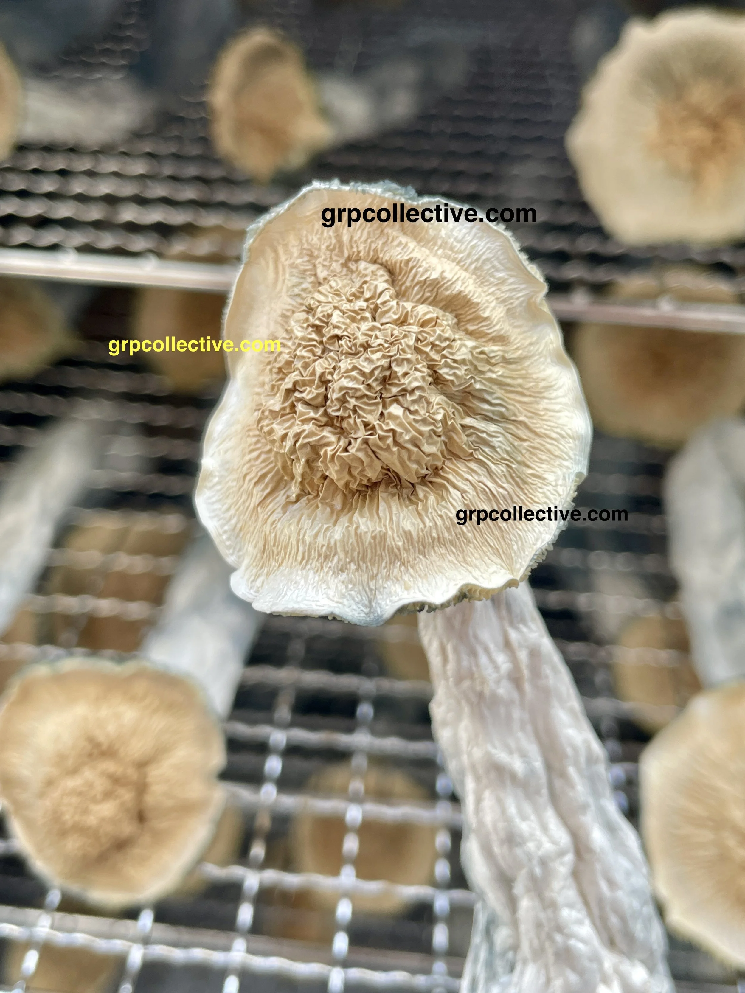Albino Makilla - Dried