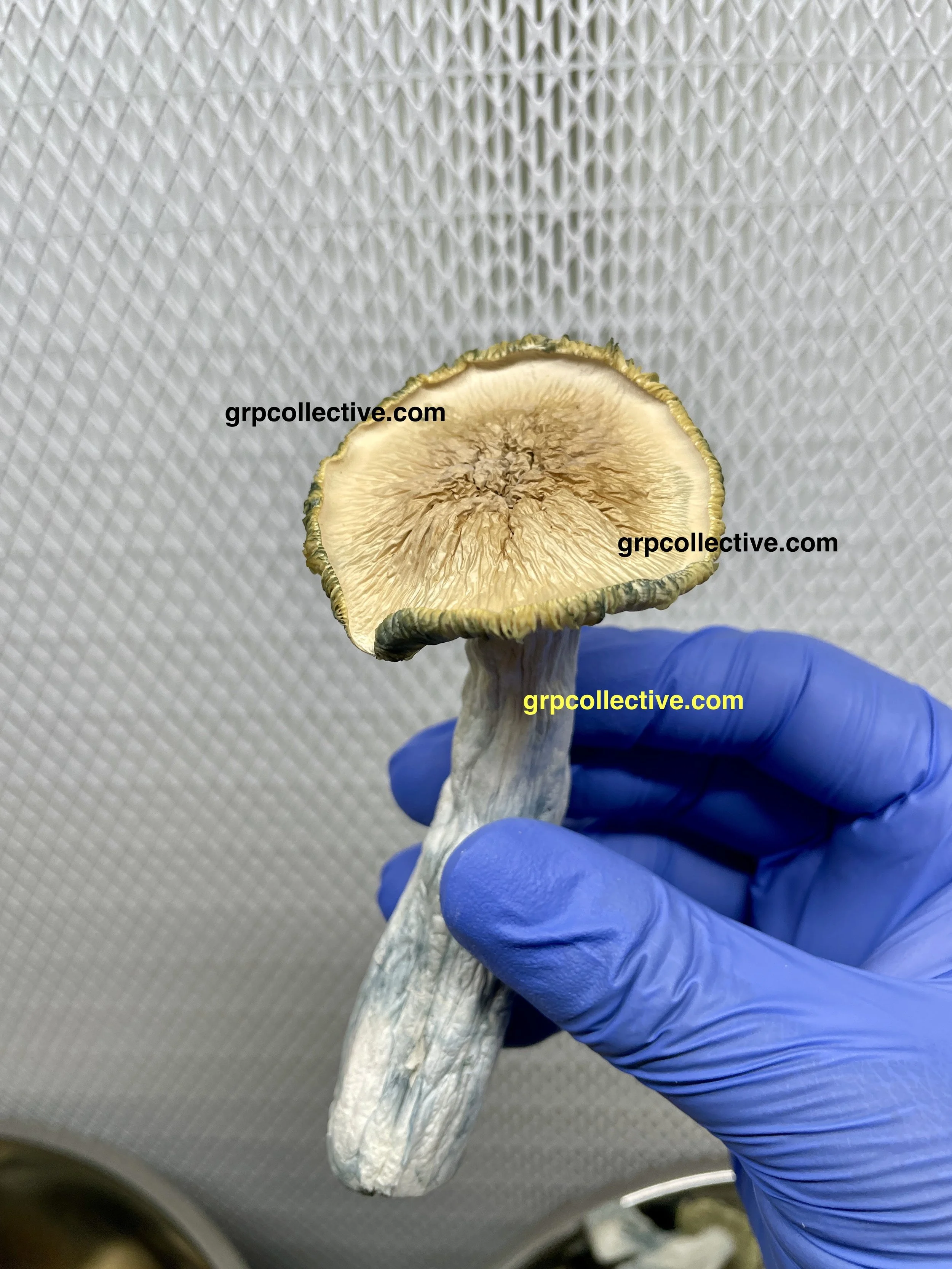 Albino Makilla - Dried