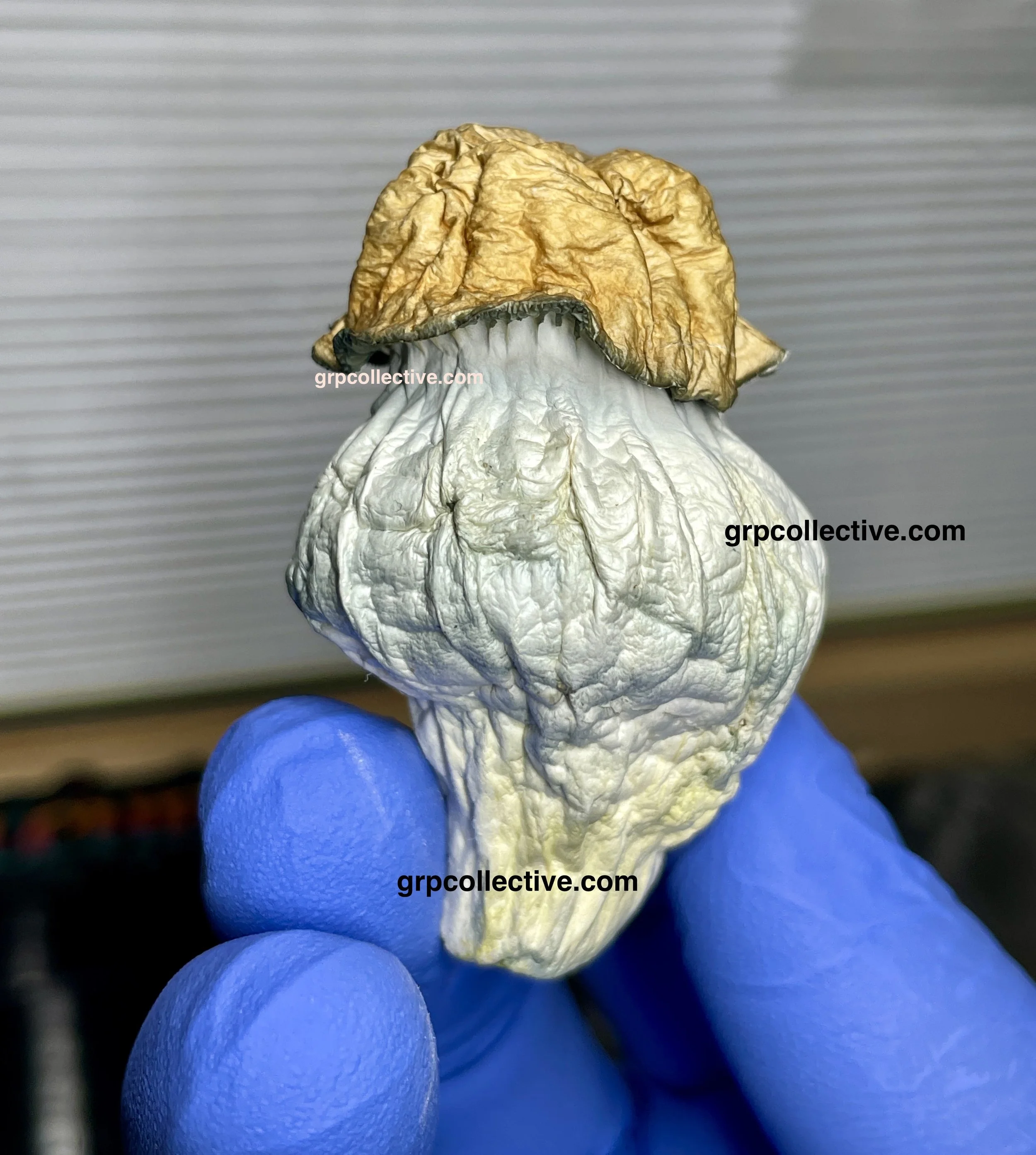 Ghost Isolation - Fully Dried