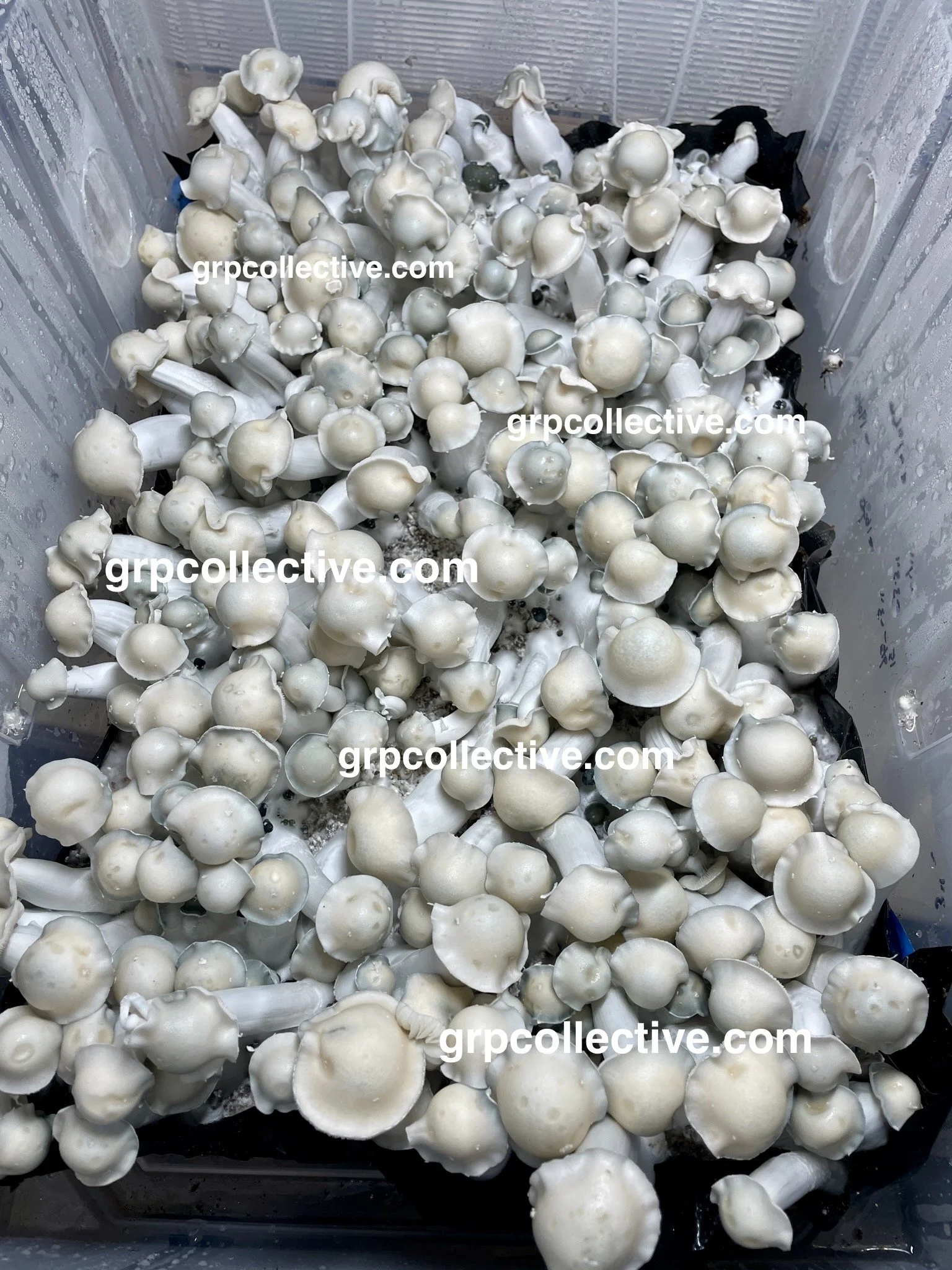 CE1B4737-5FFD-47EA-8ADA-1B936E657293_1_102_o.jpeg