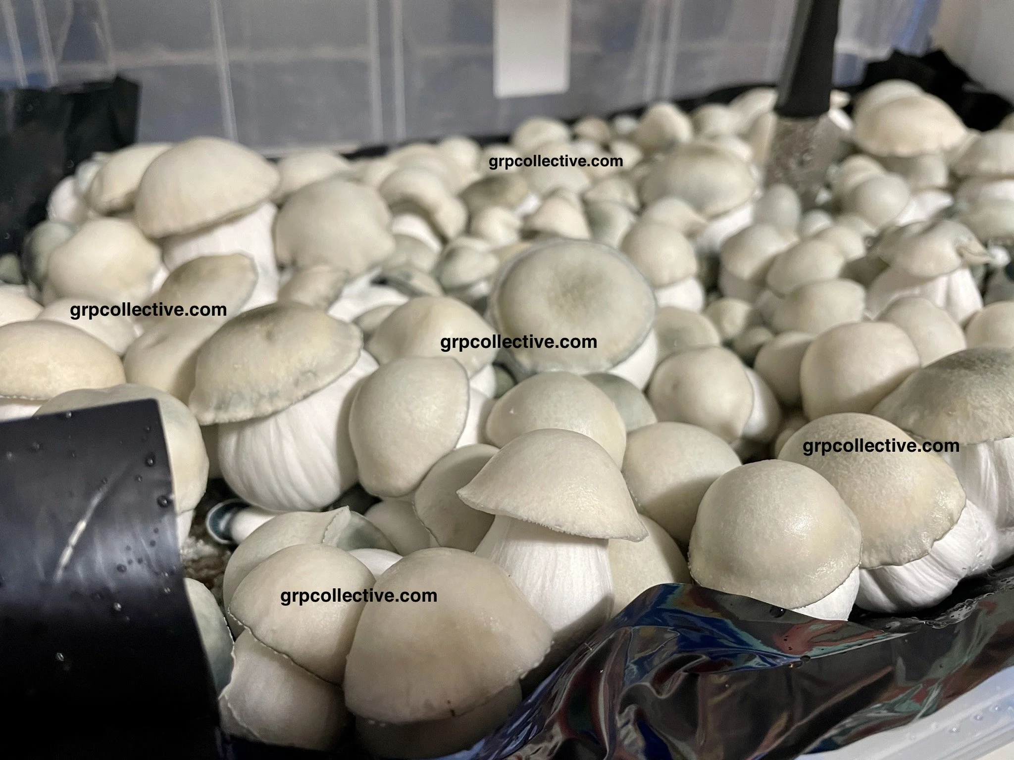 9B03D56E-6D46-44BD-A2D9-DE0FCBBA7DC6_1_102_o 2.jpeg