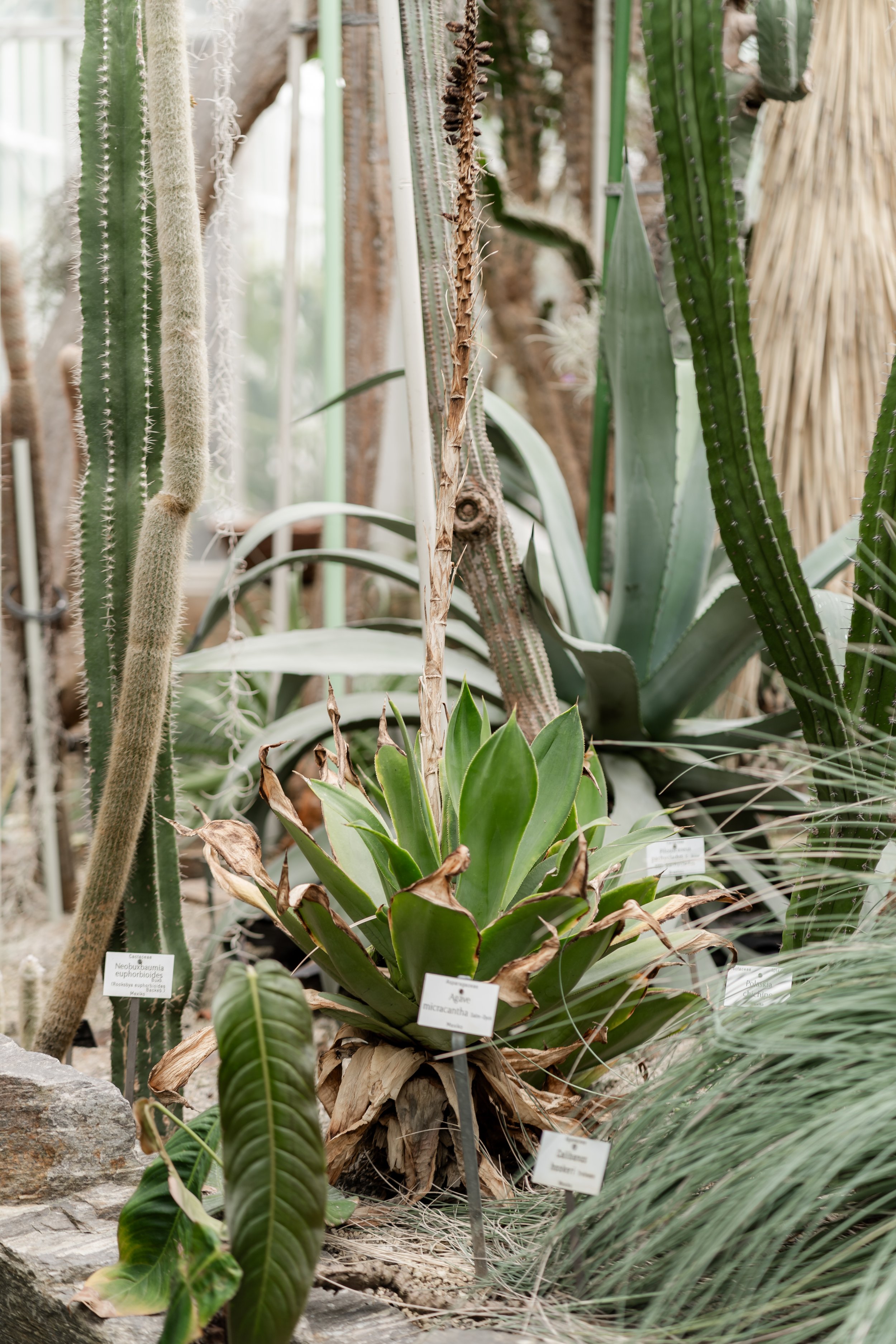 Various cacti and succulent plants in a greenhouse, with some labeled tags.