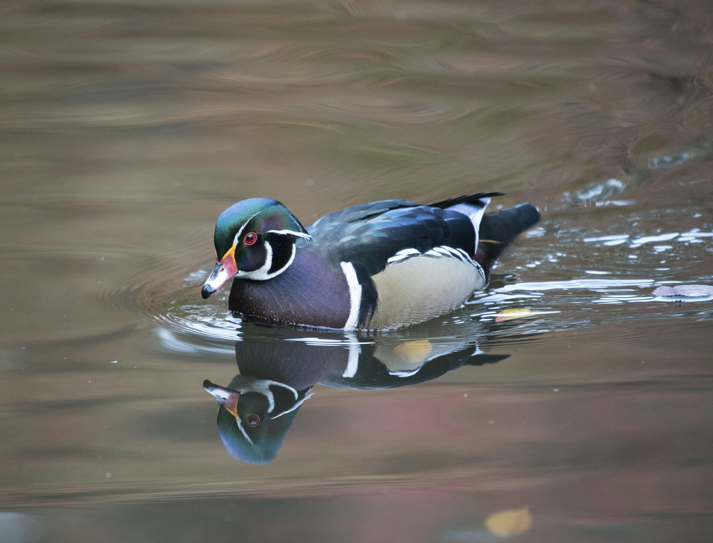 Slavin Conservation Area