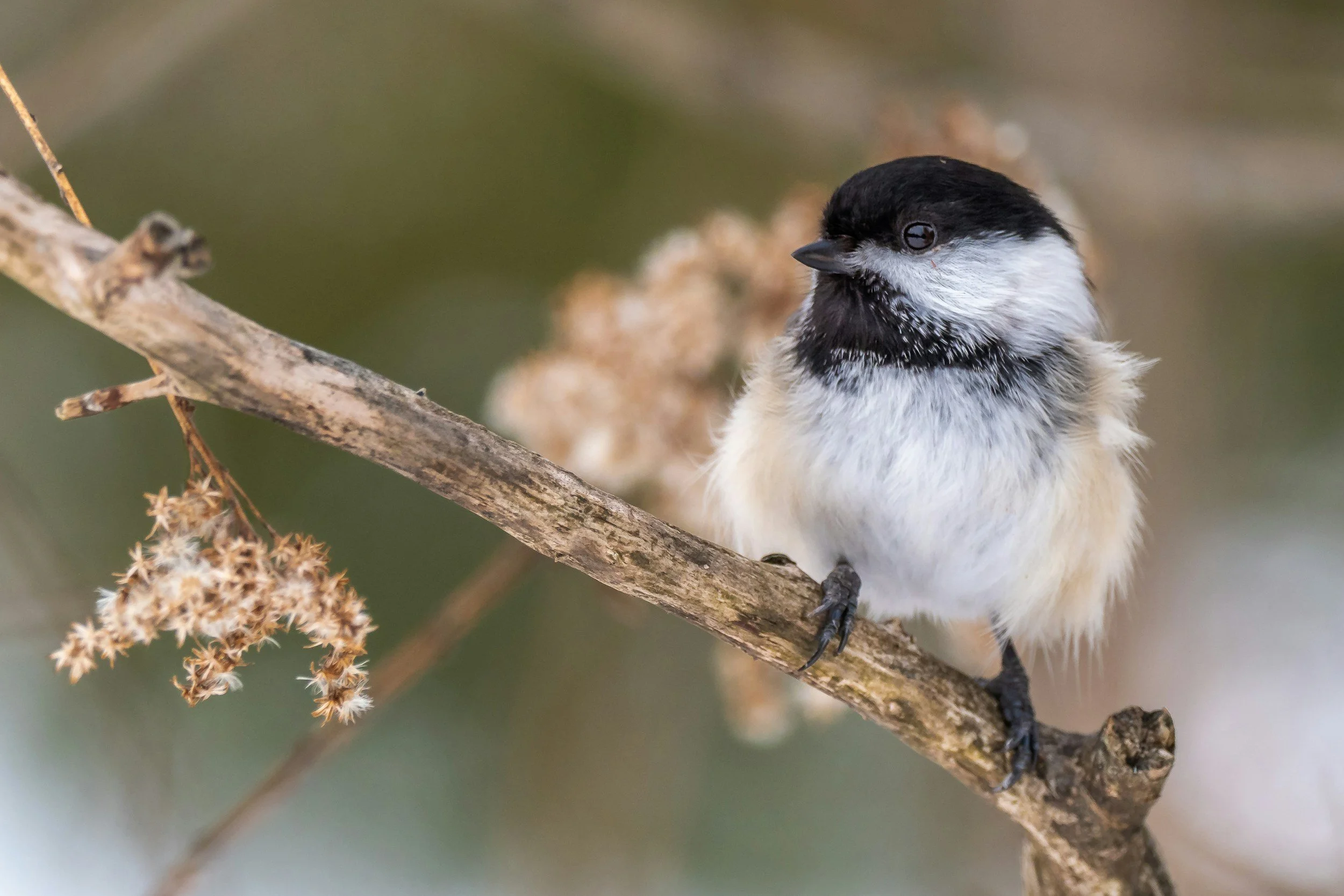 Winter Birds of Tubbs Hill