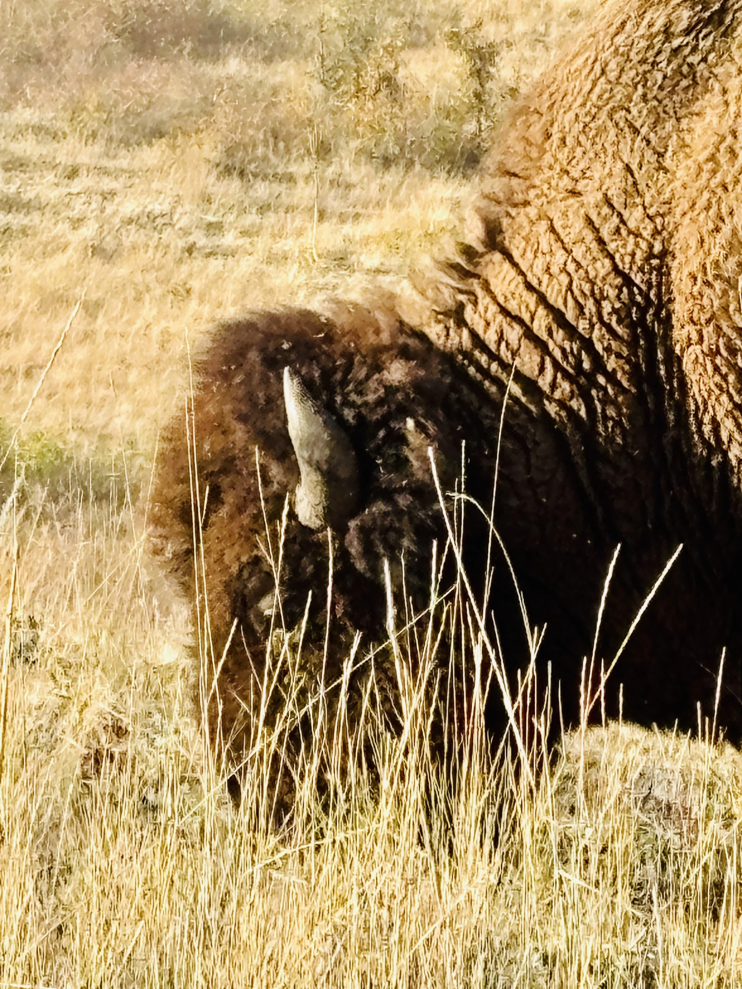 Montana Field Trip Report