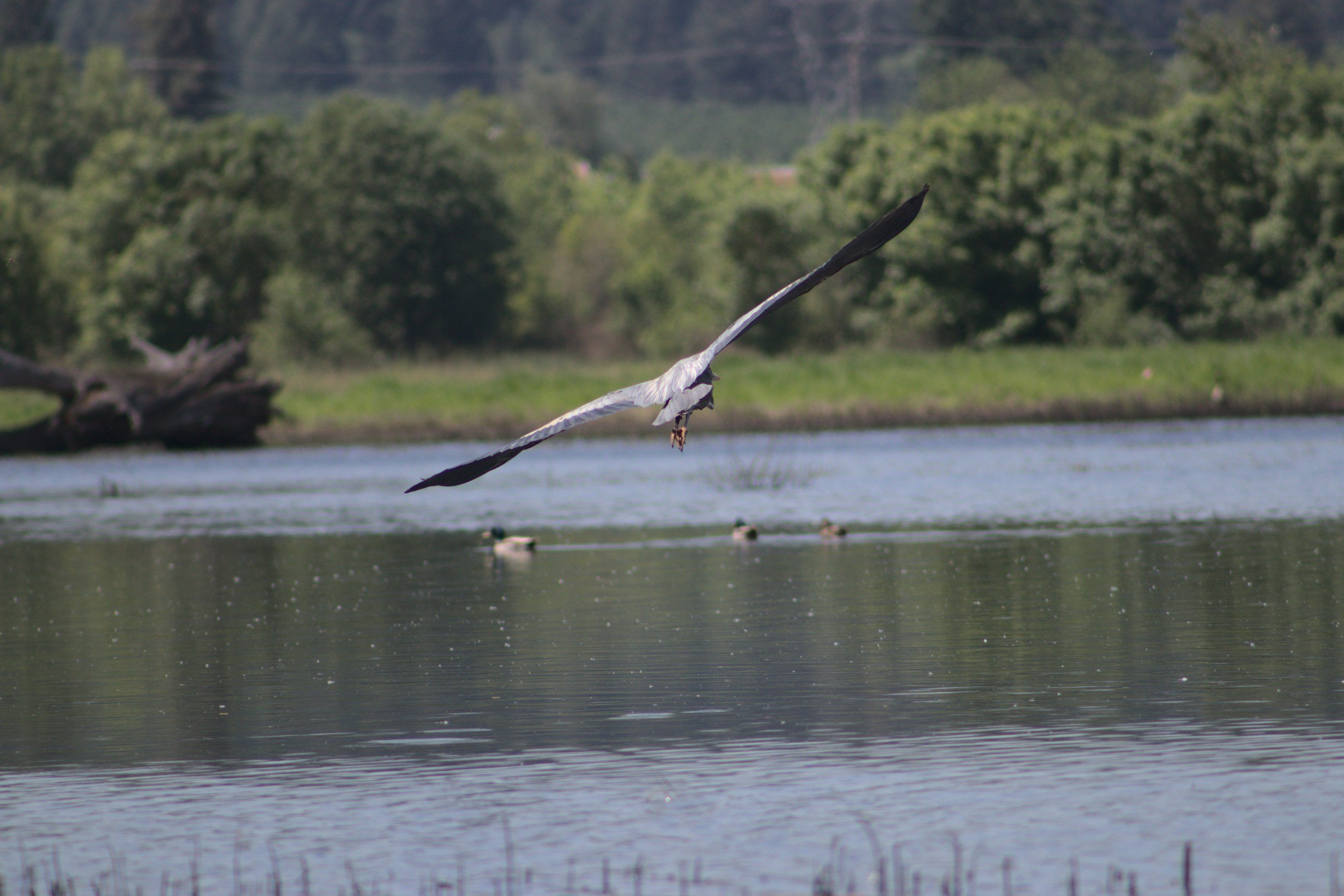 Turnbull National Wildlife Recreation Area Day Trip
