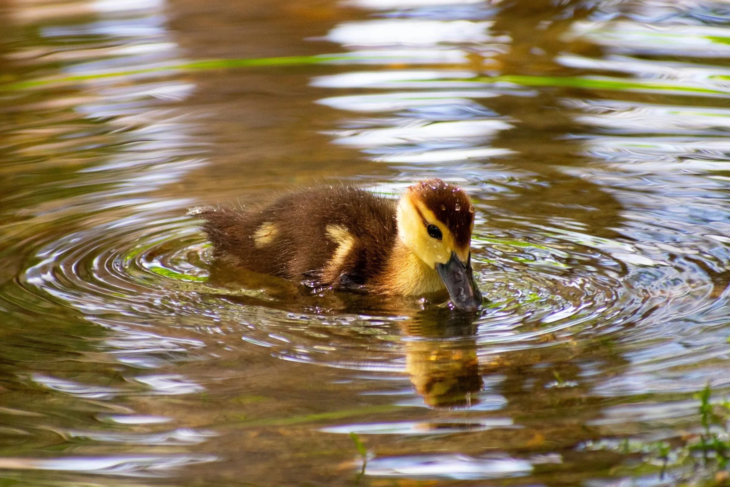 Chain Lakes Day Trip