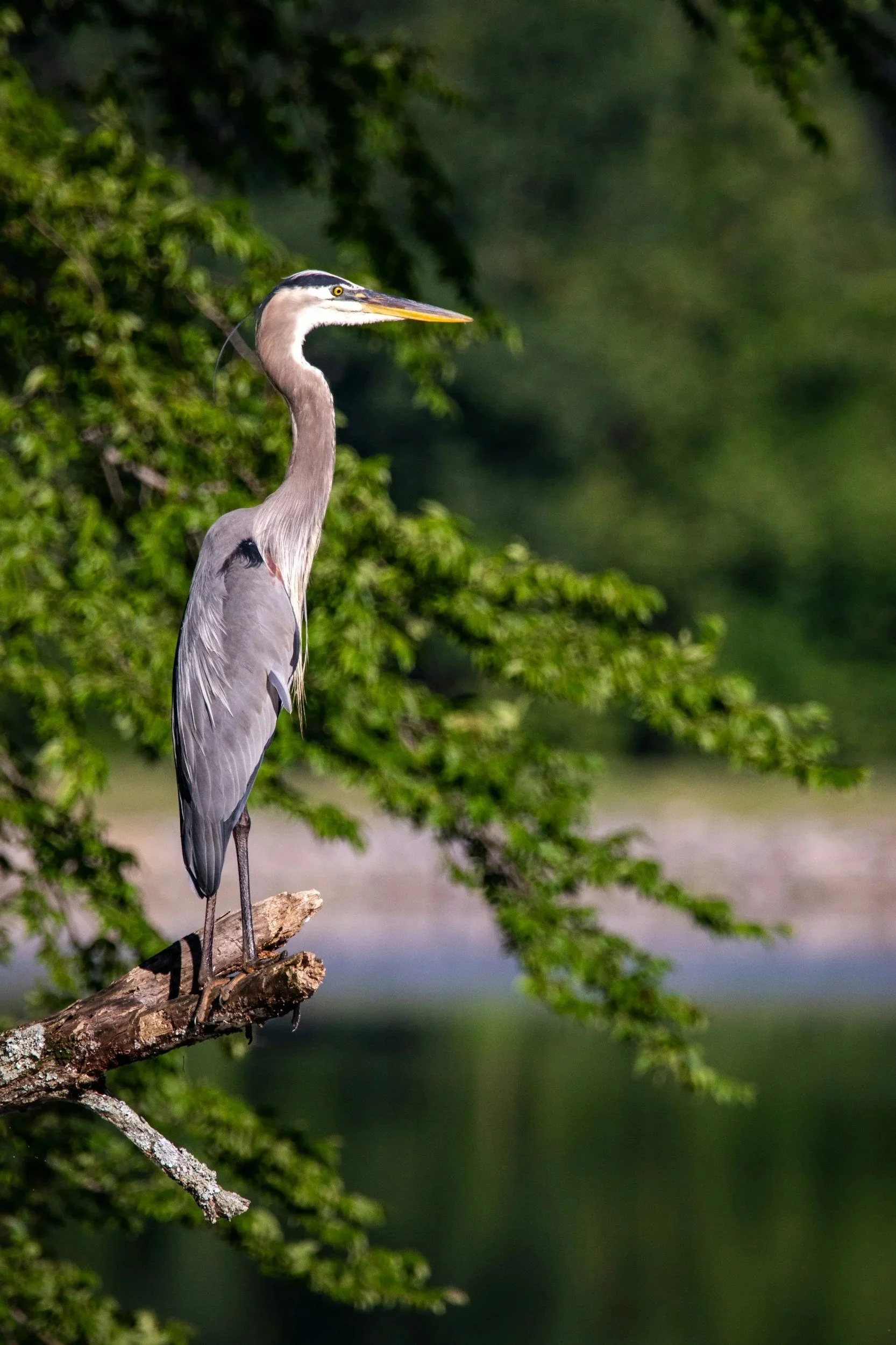 Saltese Wetlands - Myrna Park Day Trip